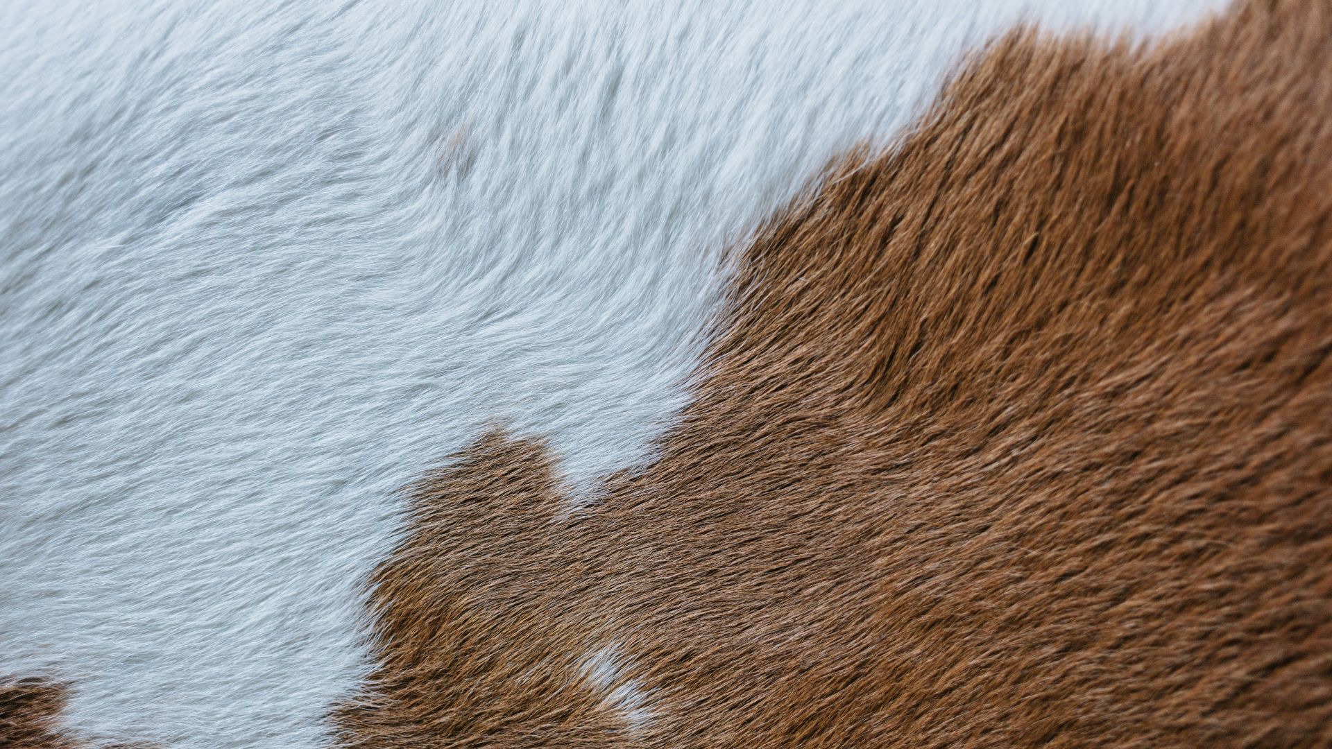 7. Motif vache