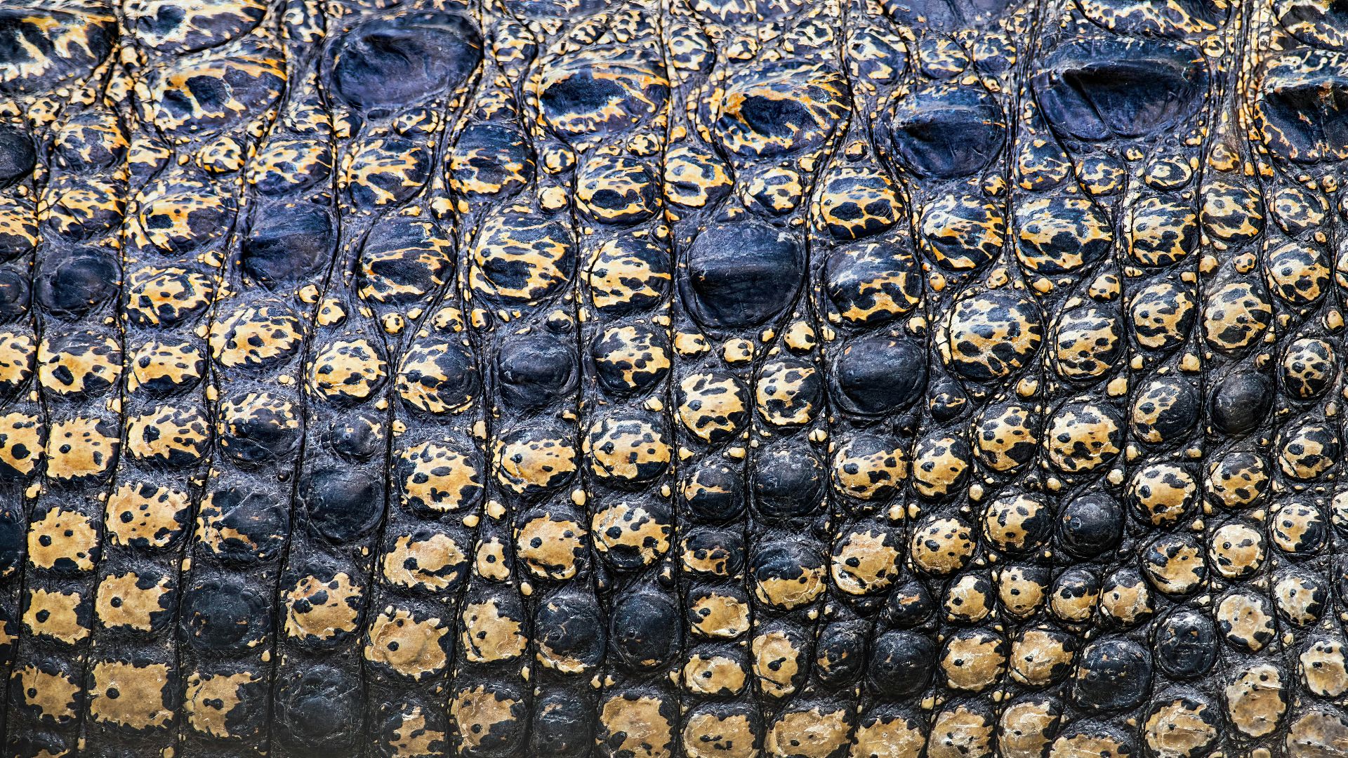 8. Imprimé crocodile