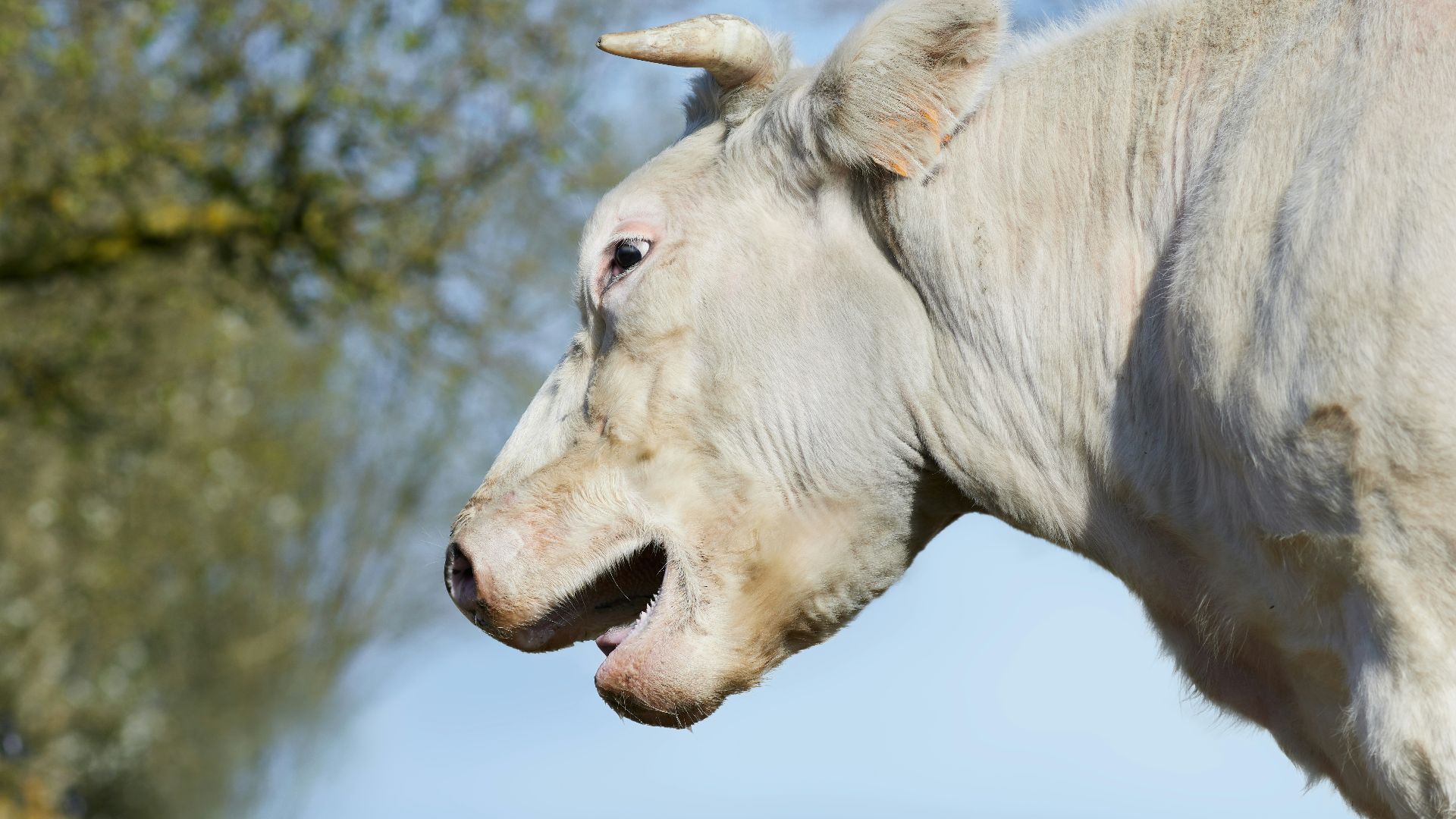 8. Palets de bœuf