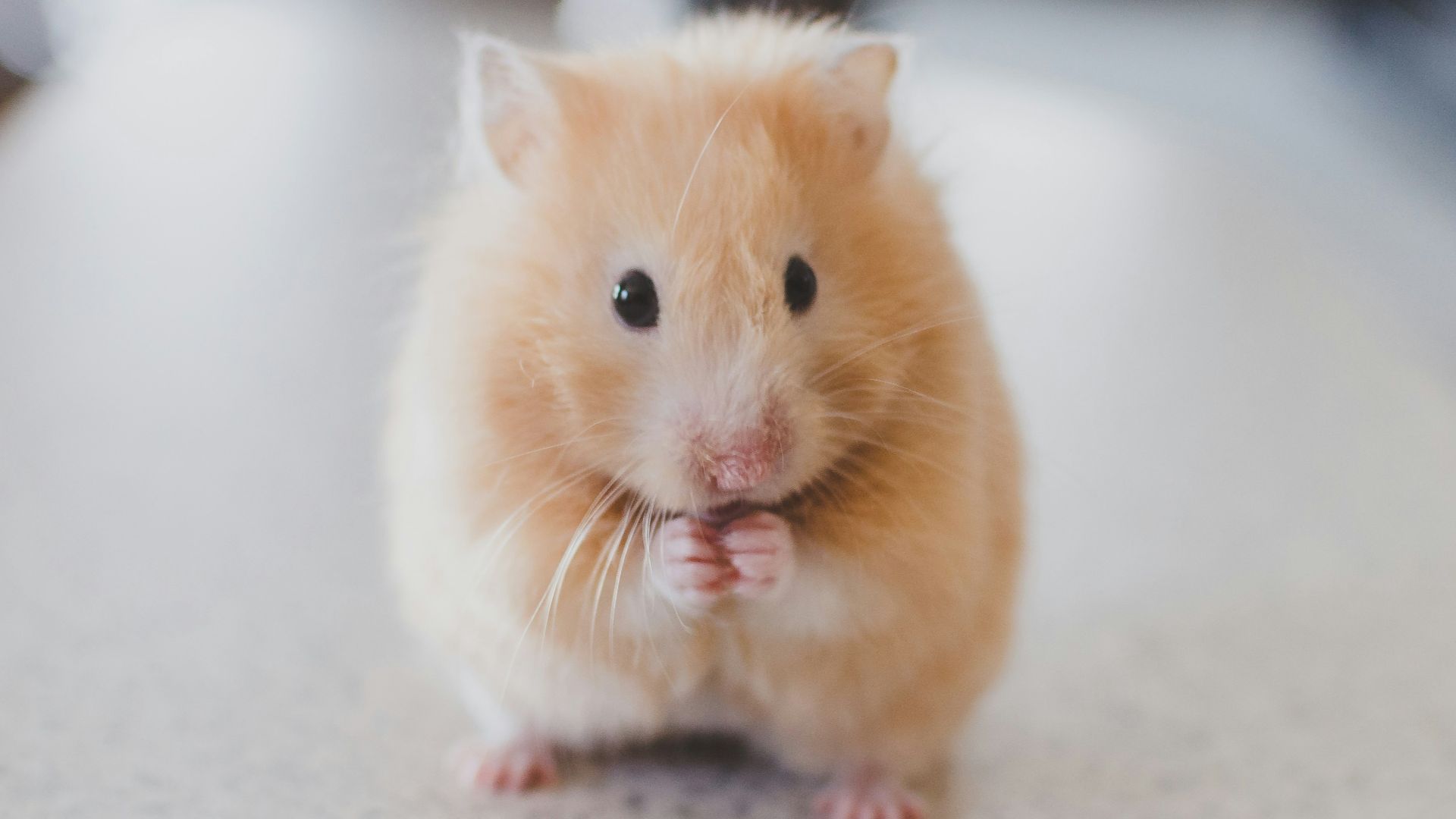 16. Utiliser des cerveaux de souris pour fabriquer du dentifrice