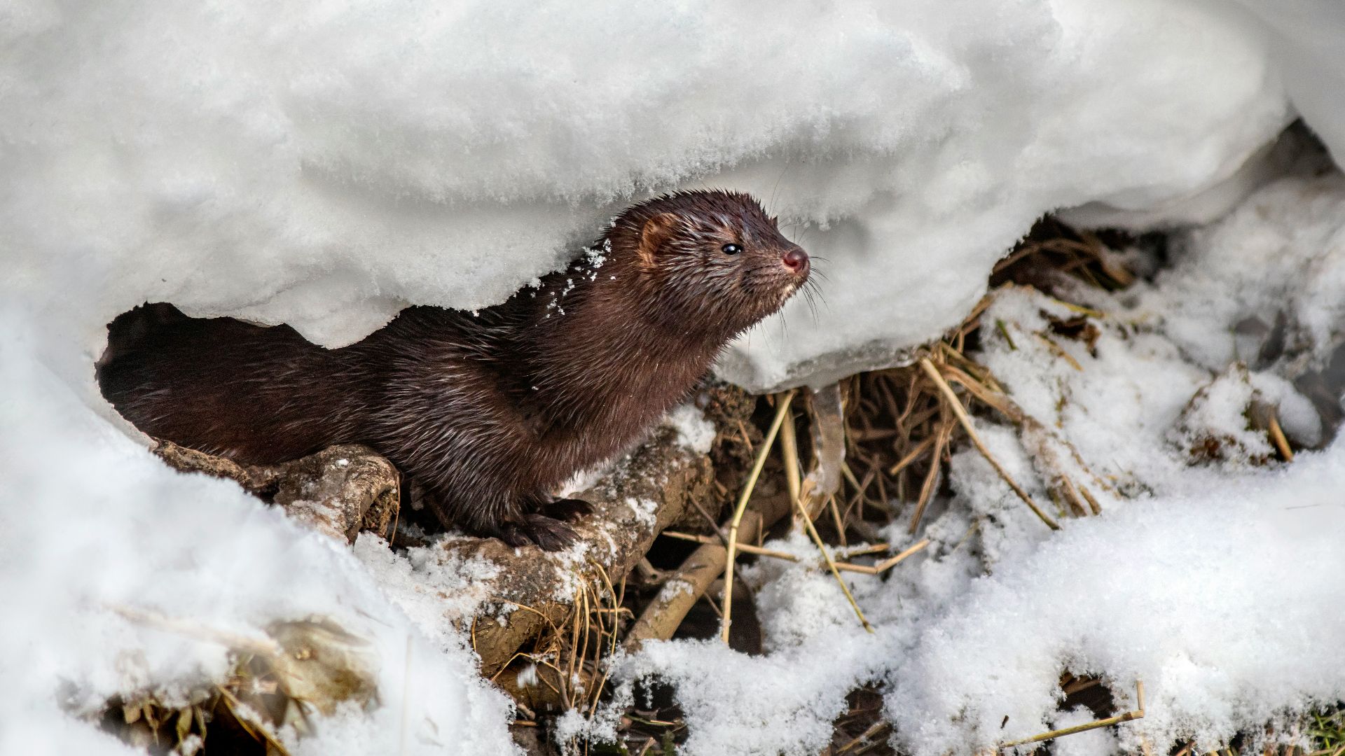4. Furet à pattes noires