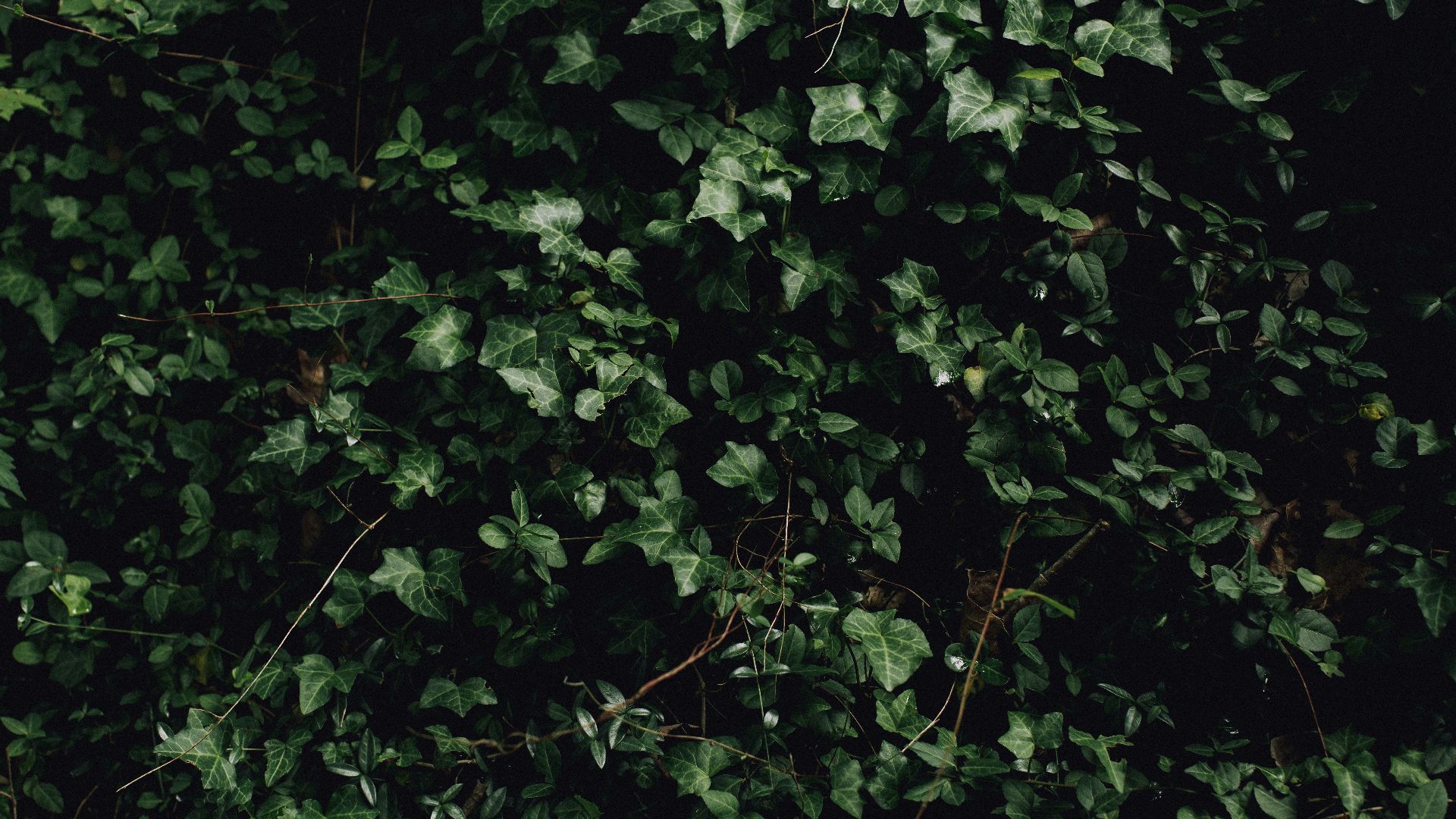 9. Ivy