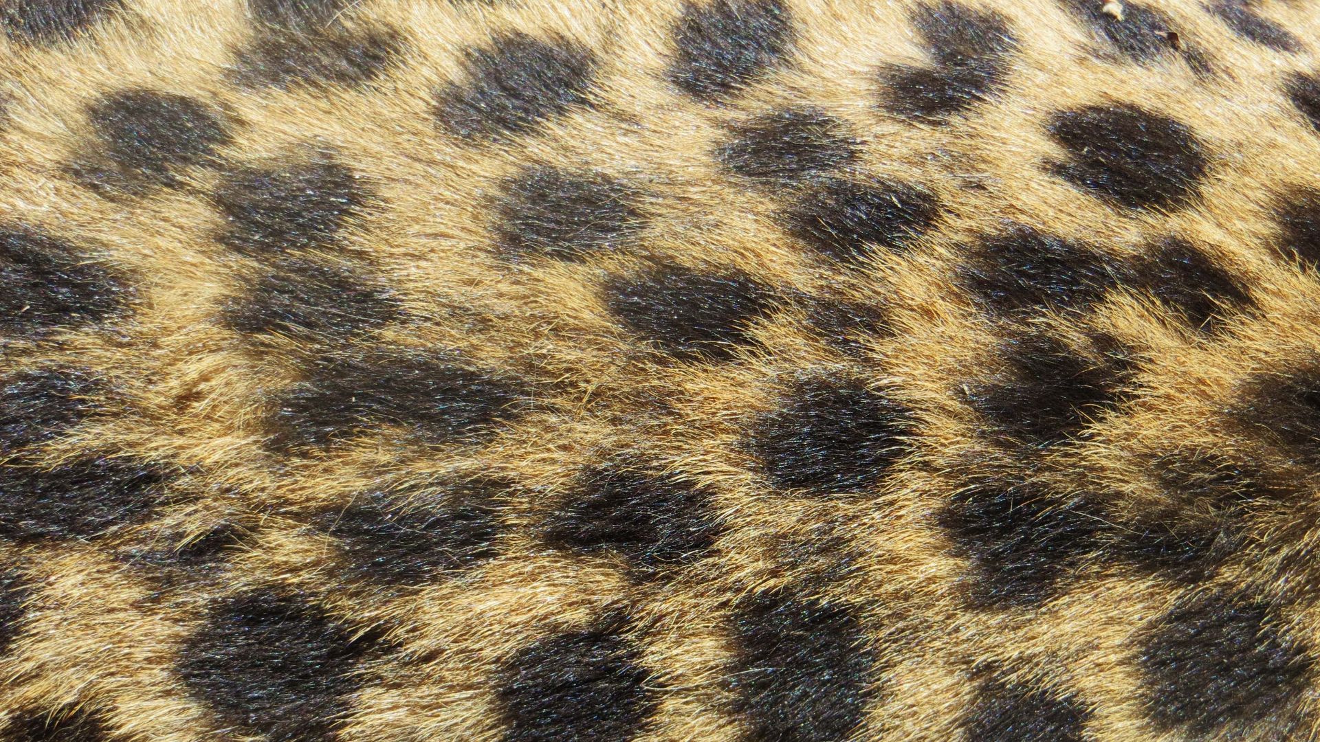 11. Imprimé « Rosette » Jaguar