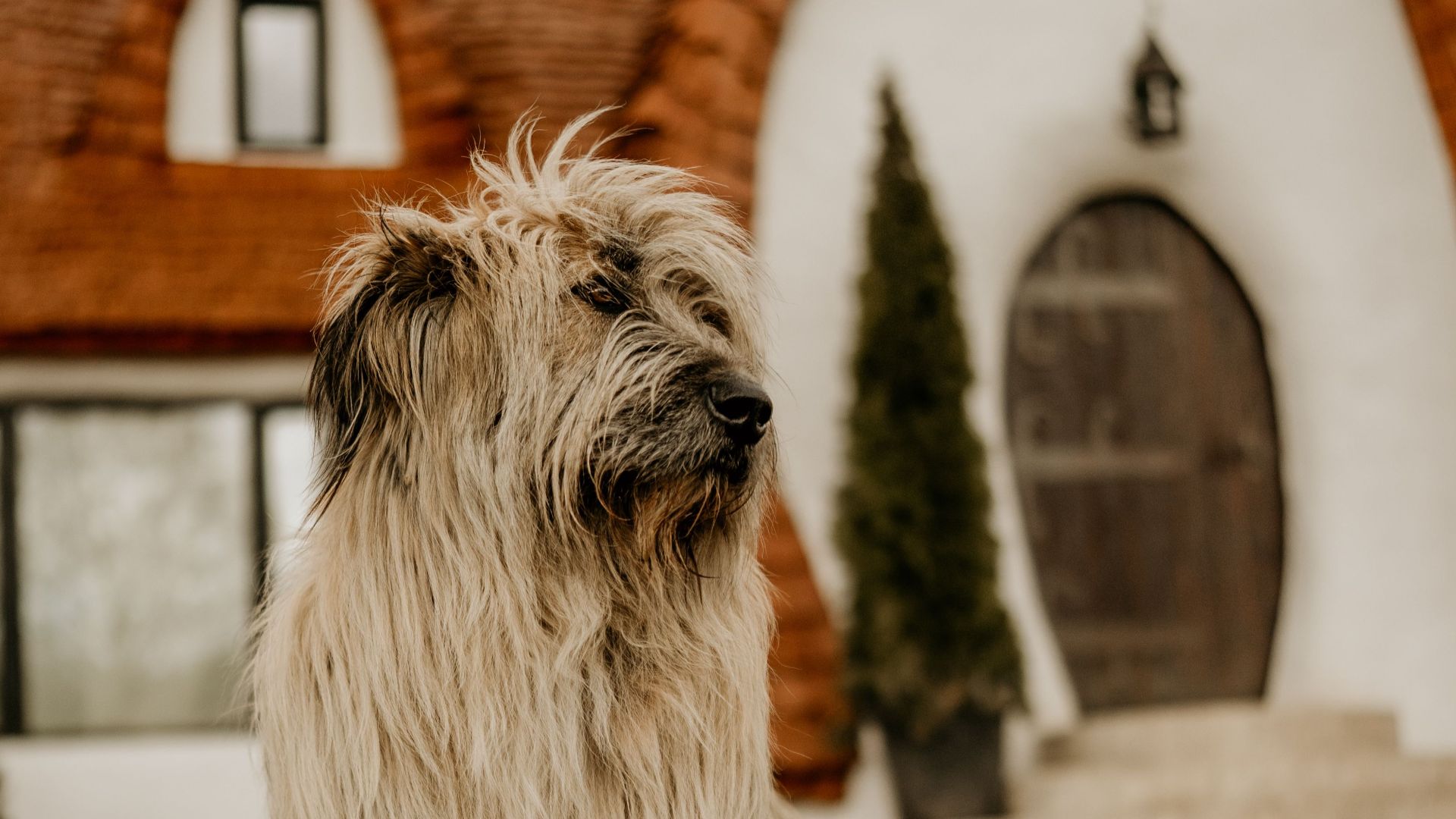 11. Niches pour chiens sur mesure