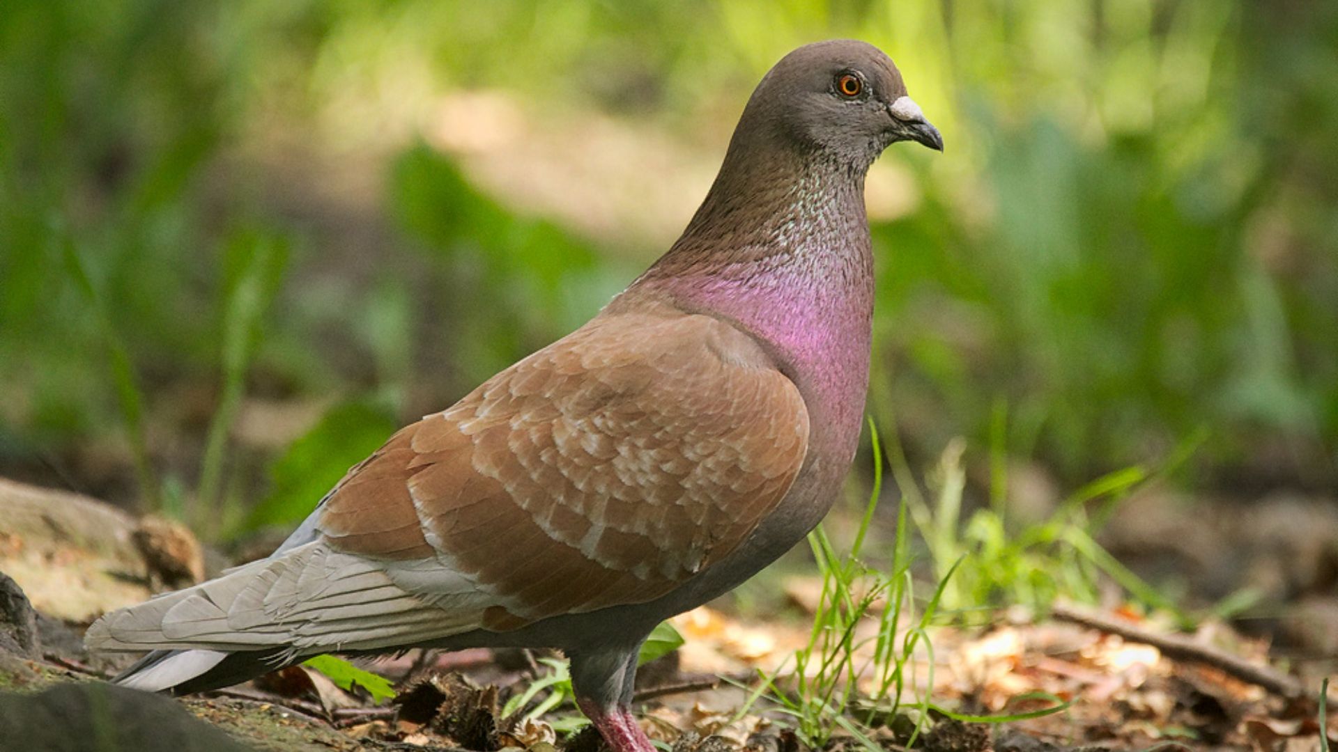 14. Tourte au pigeon