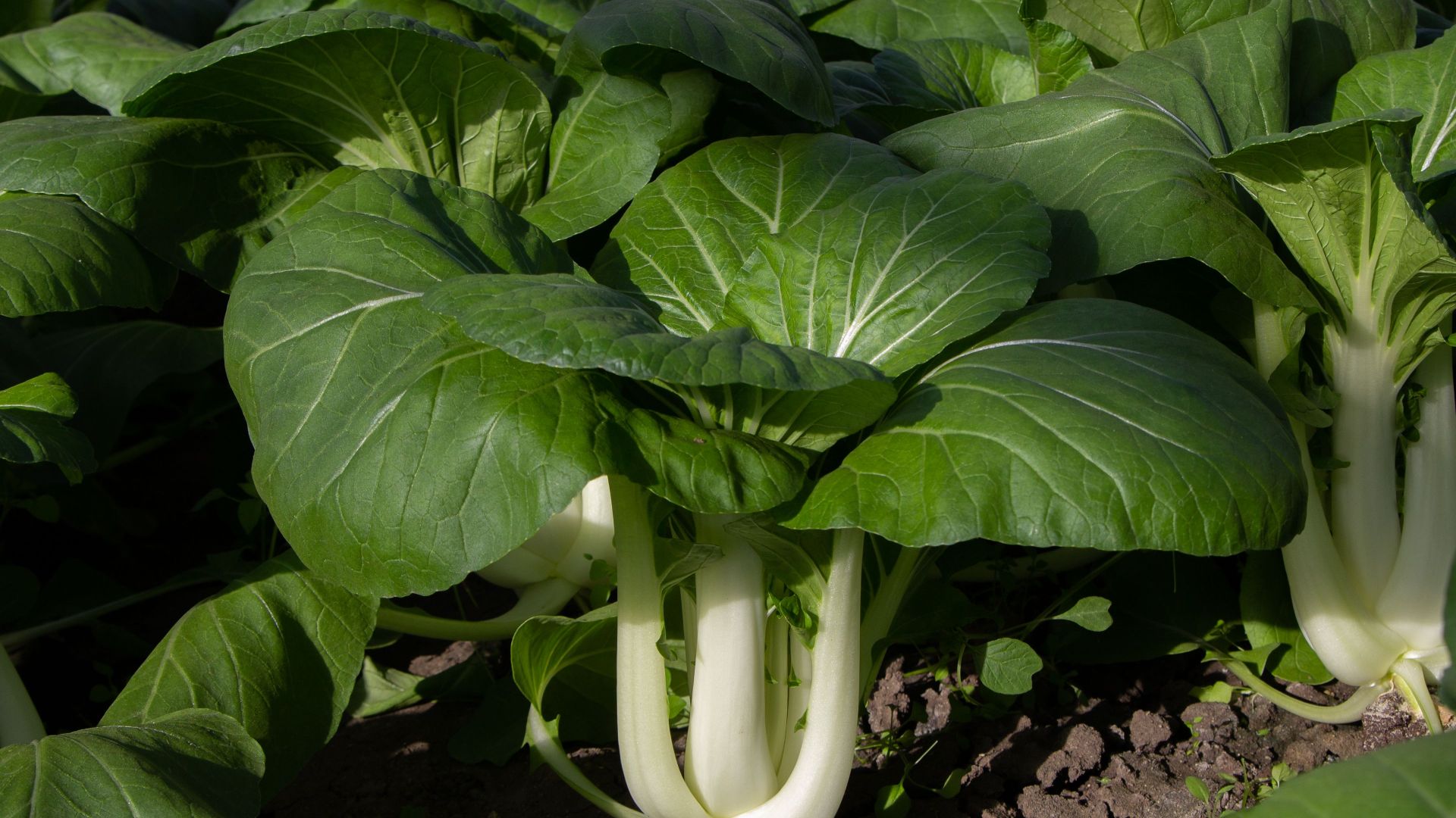 2. Choy Sum
