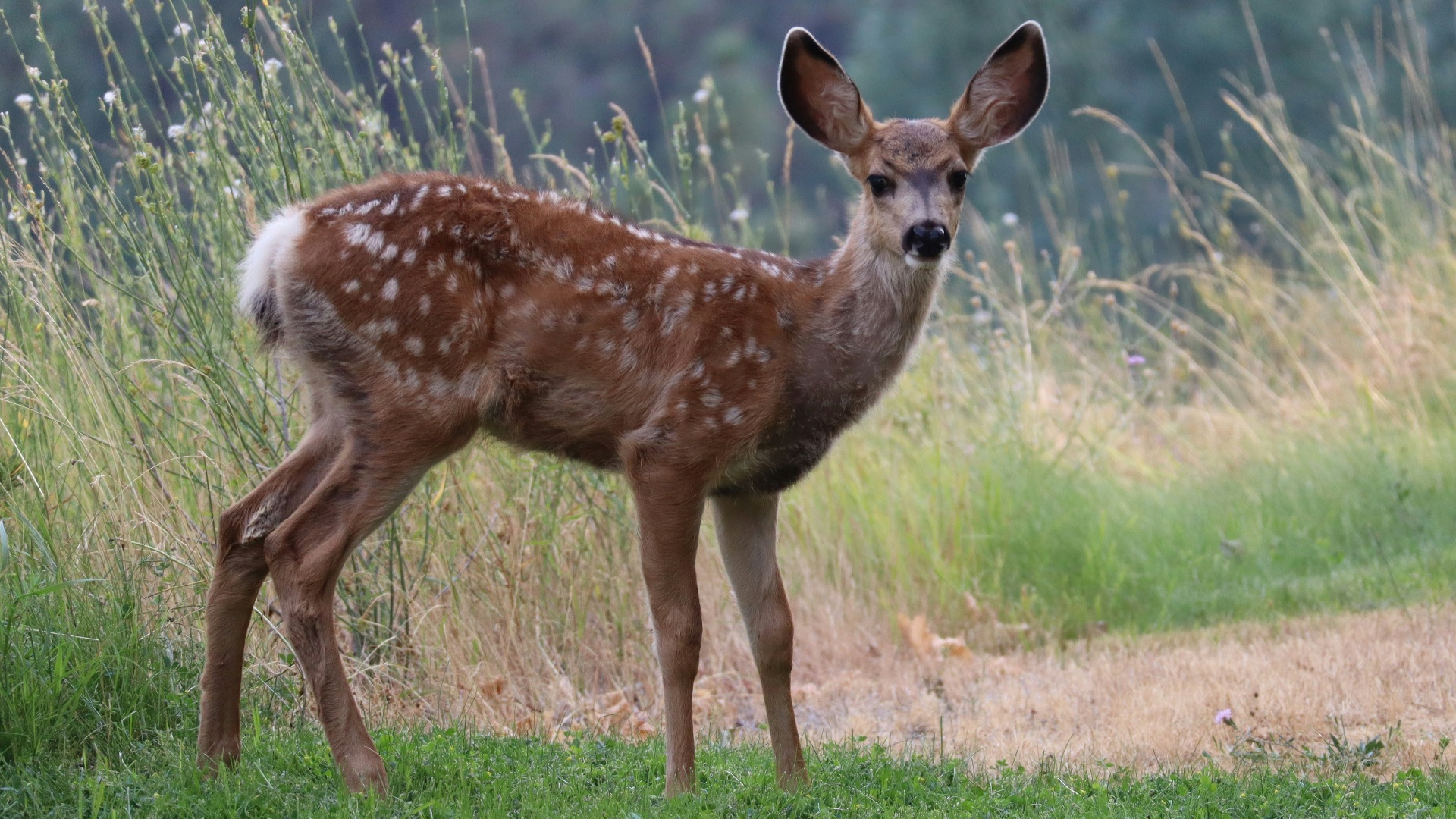5. Cerf