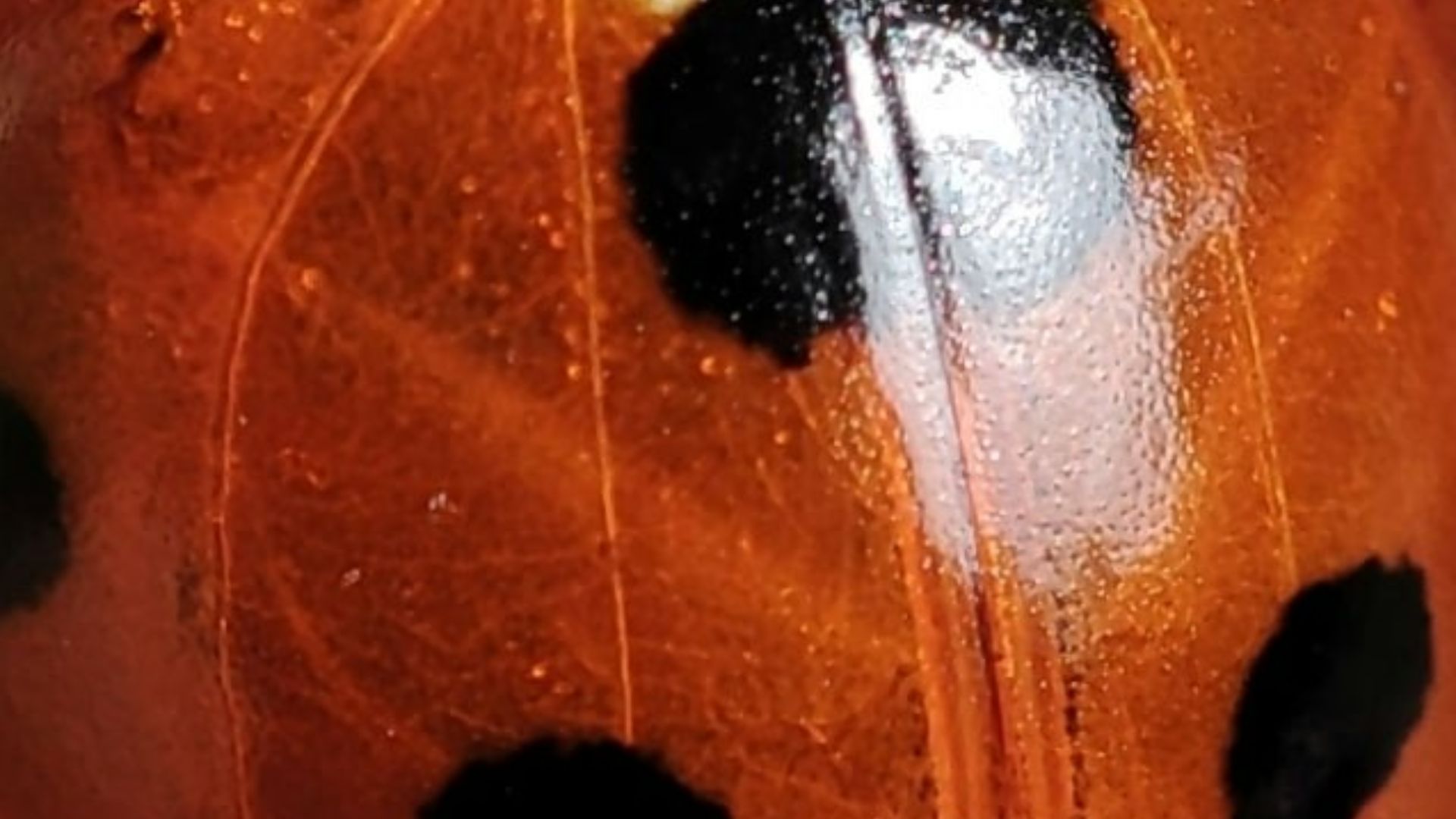 18. Imprimé coccinelle