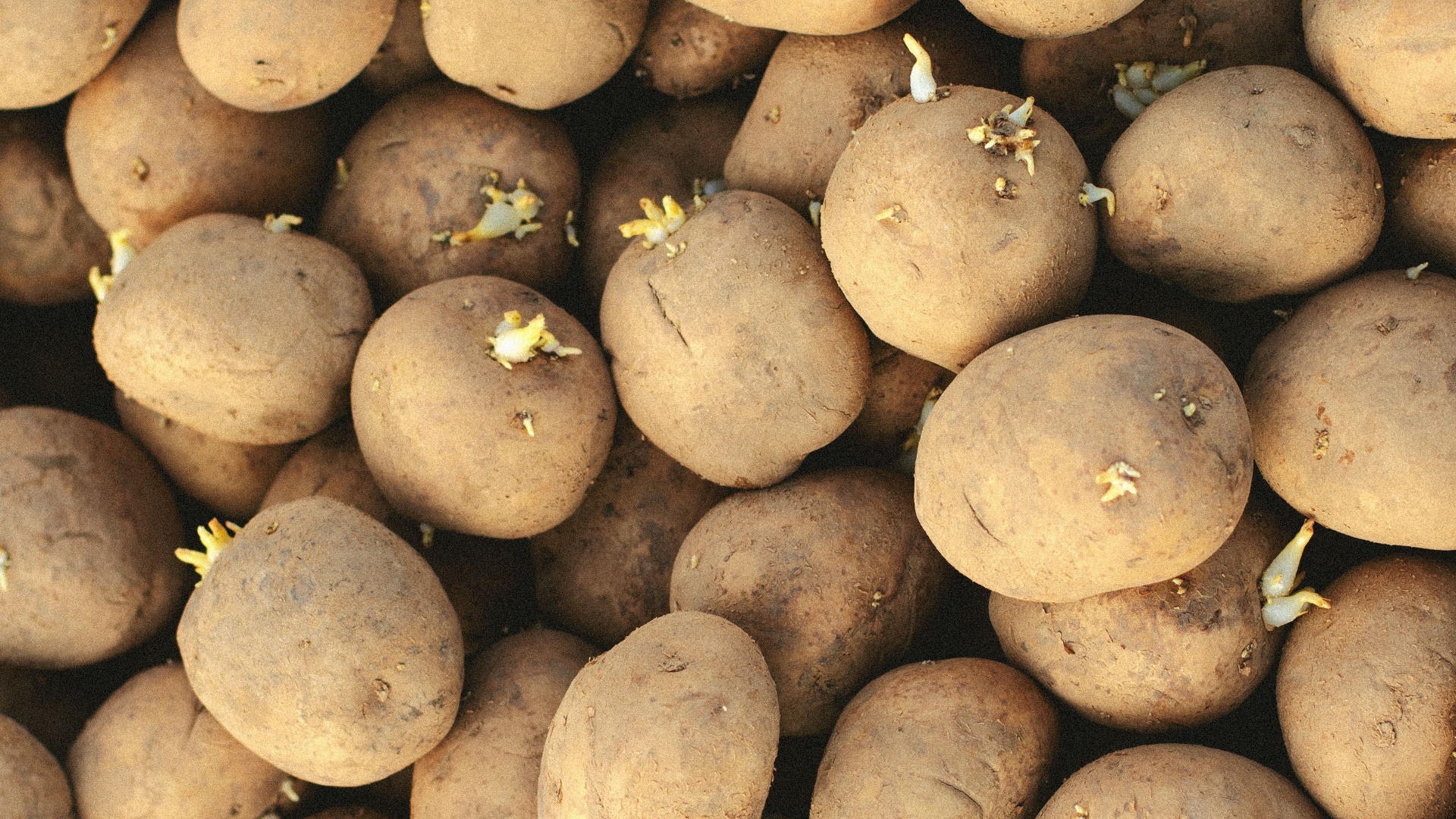 5. Pommes de terre vertes ou germées