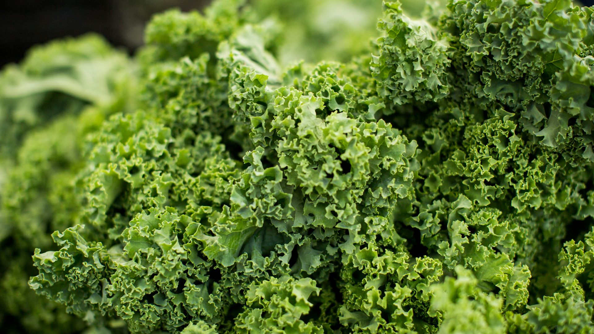 15. Légumes verts à feuilles