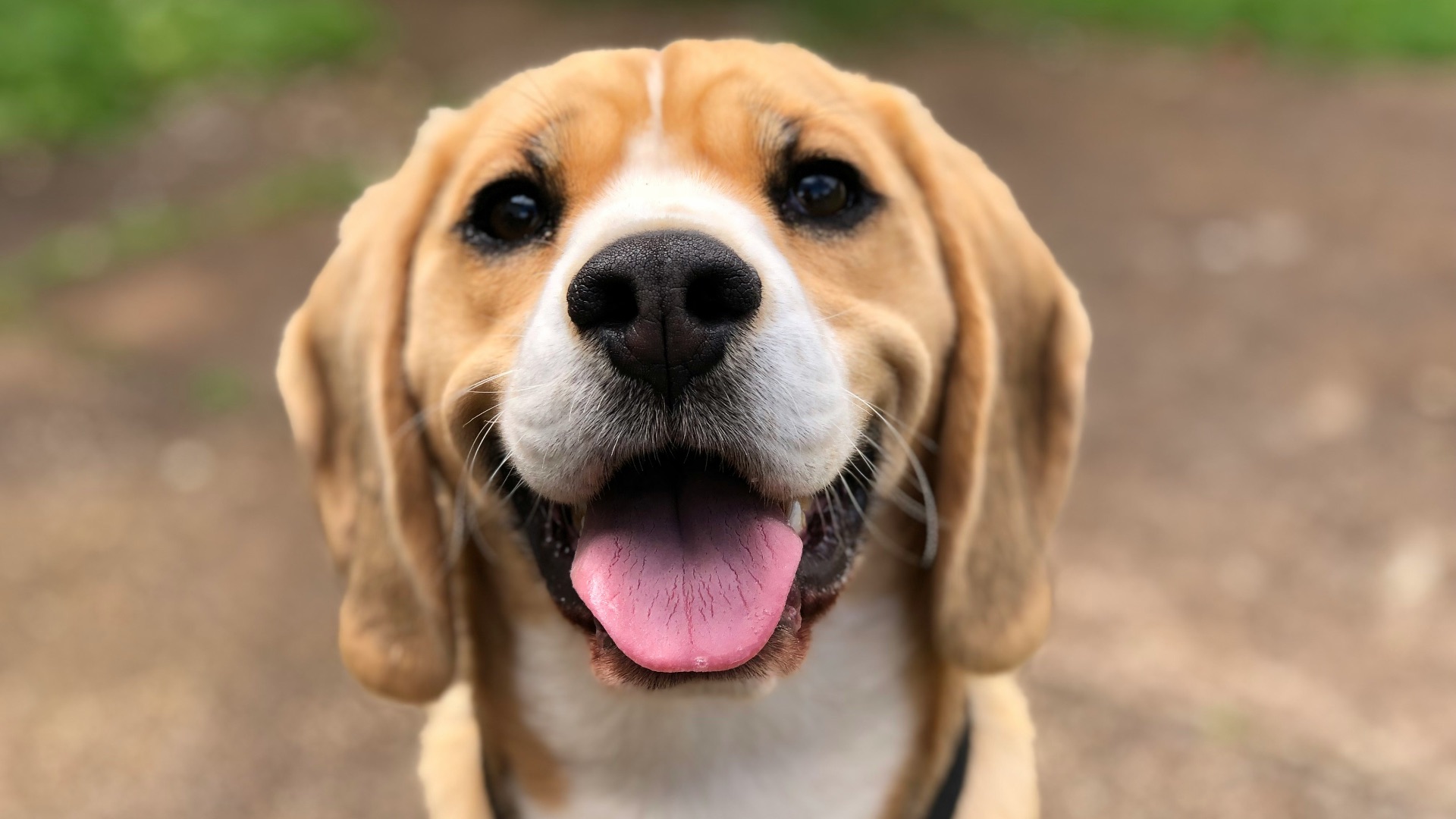 6. Chien de chasse