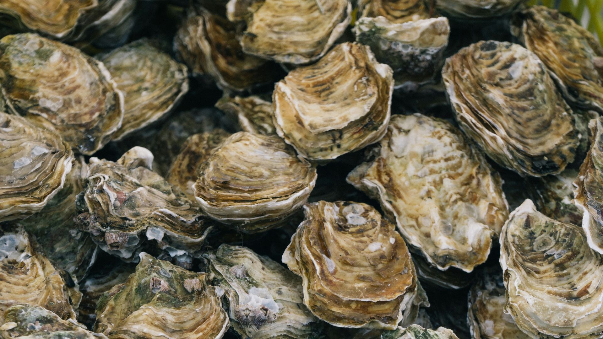 4. Huîtres et autres fruits de mer