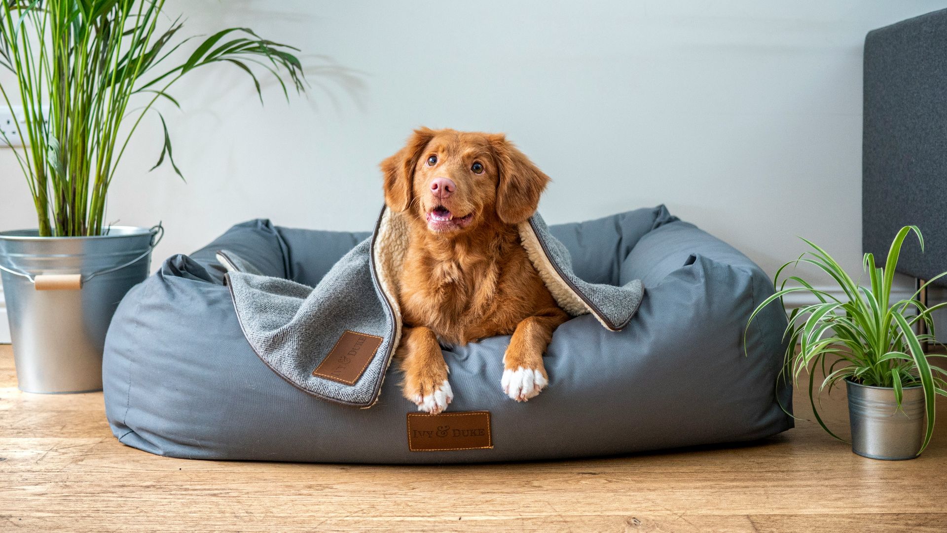 12. Couvertures fantaisie pour animaux de compagnie