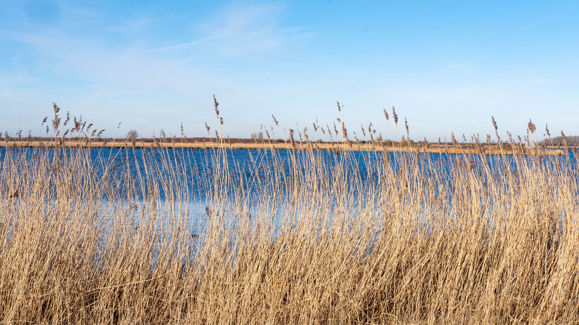 15. N306 Harderbosweg, Flevoland, Pays-Bas