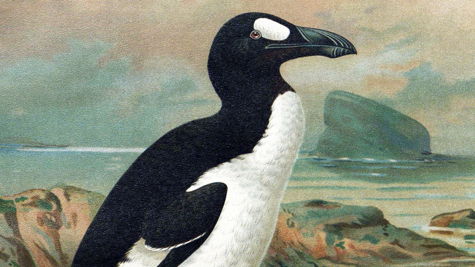 20. Le grand pingouin