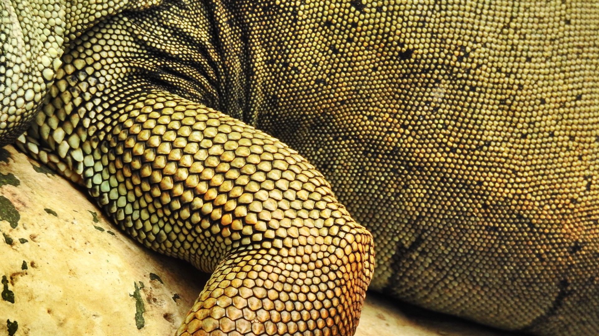 13. Imprimé lézard