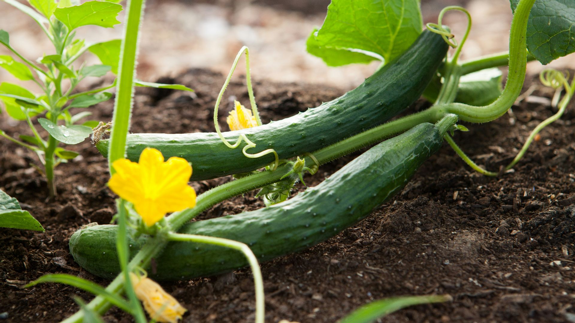 7. Si tu étais un légume, tu serais un « Cute-Cumber »