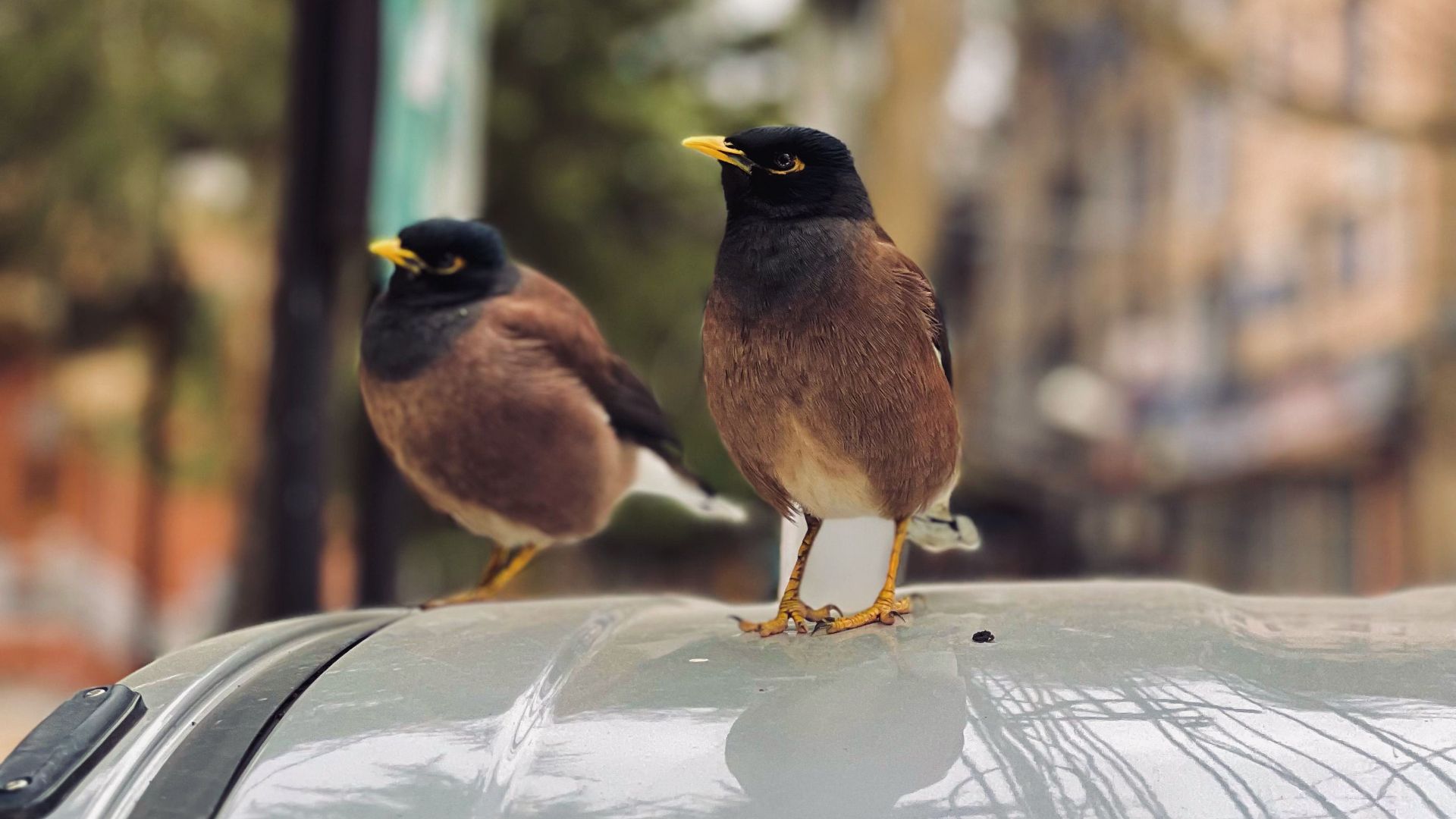 6. Laisser les fientes d'oiseaux s'accumuler