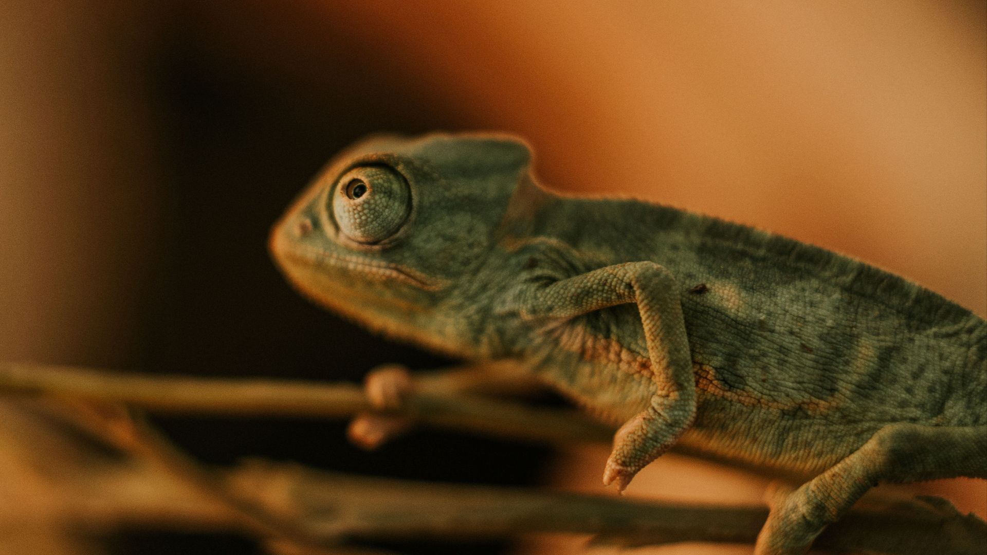 15. Le caméléon de Voeltzkow