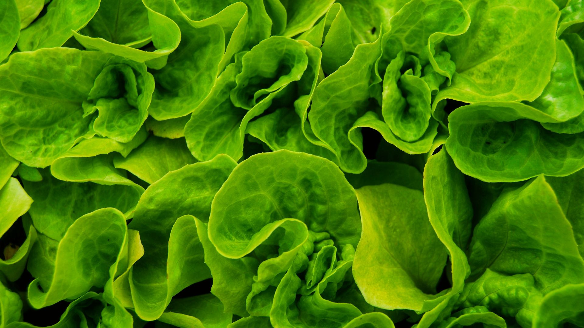 1. Consommez davantage de légumes verts à feuilles