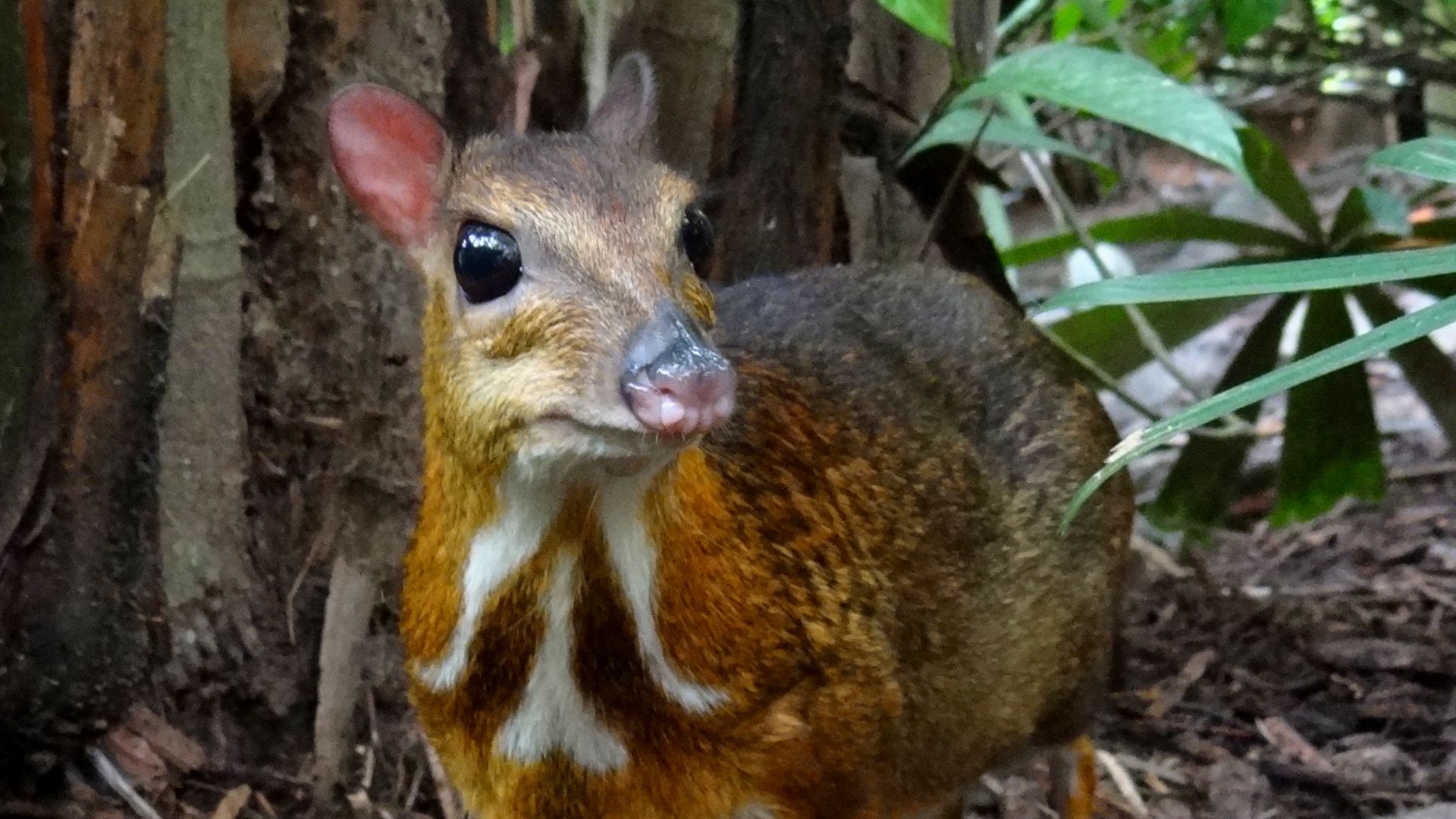 4. Chevrotain à dos argenté