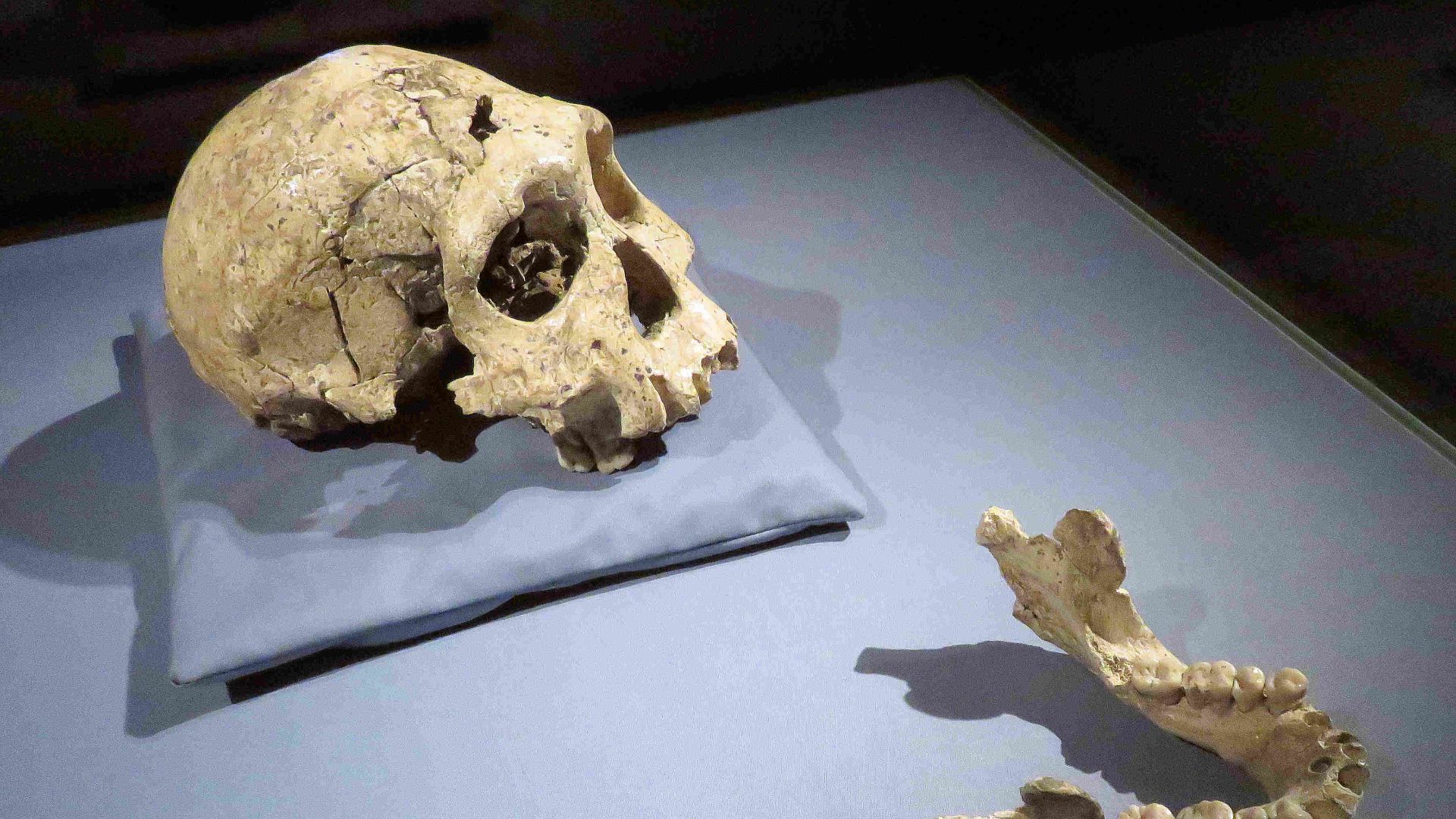 5. Les hominidés de Dmanisi