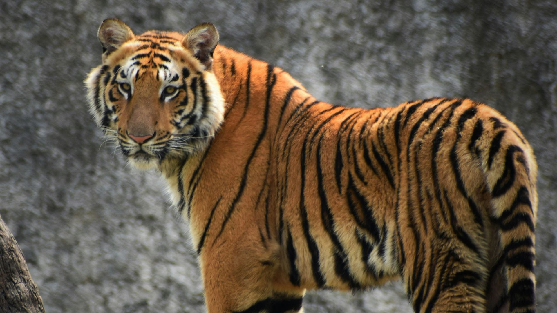 15. Des animaux de compagnie exotiques qui ont fait sensation