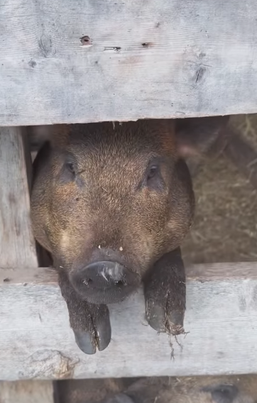 Cochon sympathique