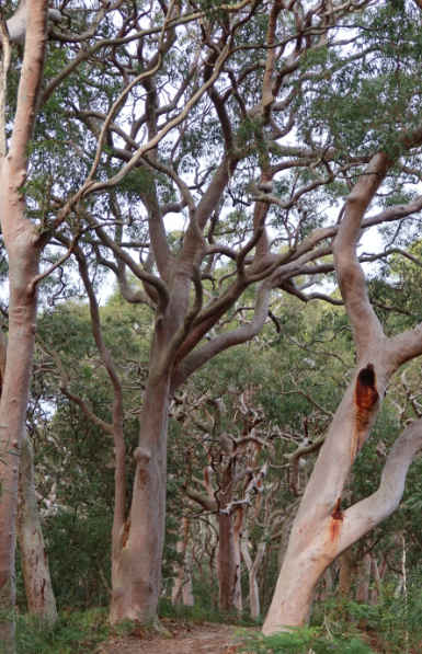 Forêt australienne