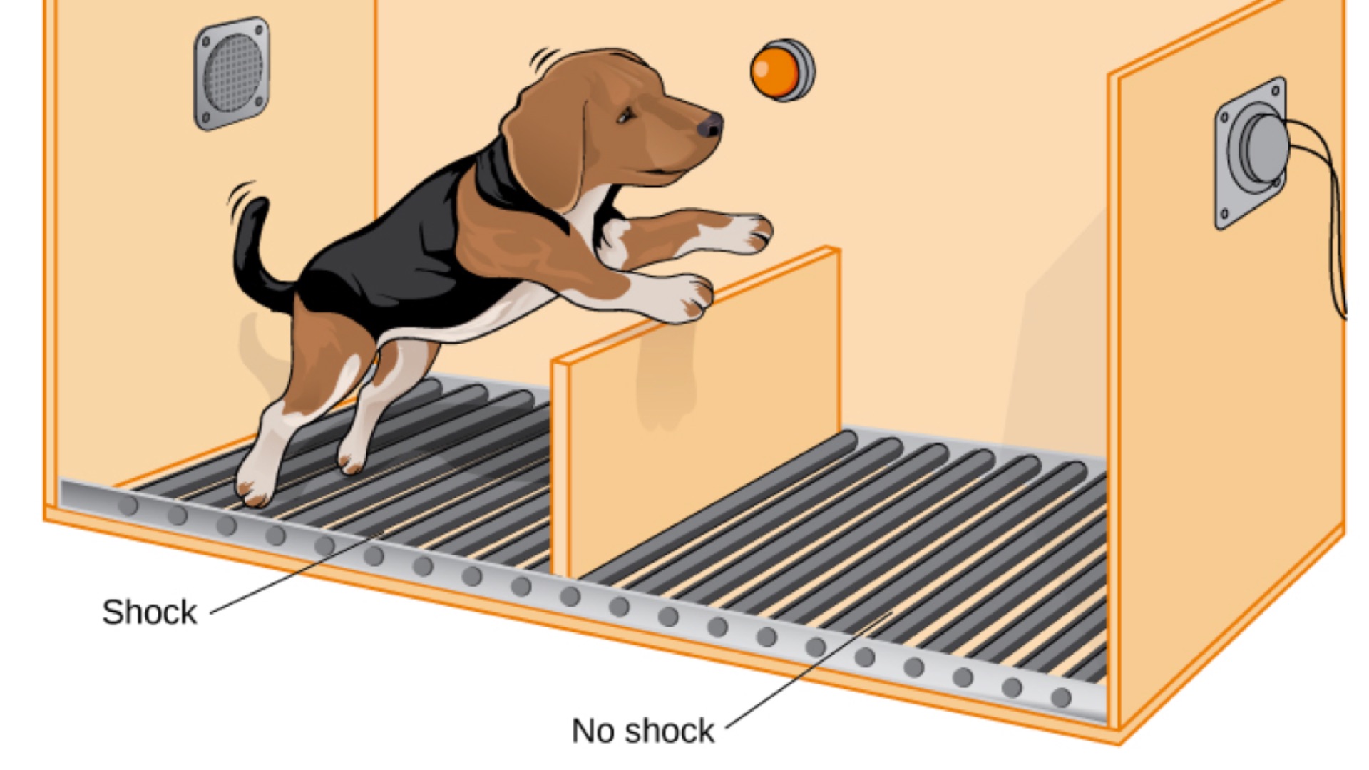 20. Les expériences sur l'impuissance acquise menées sur des chiens