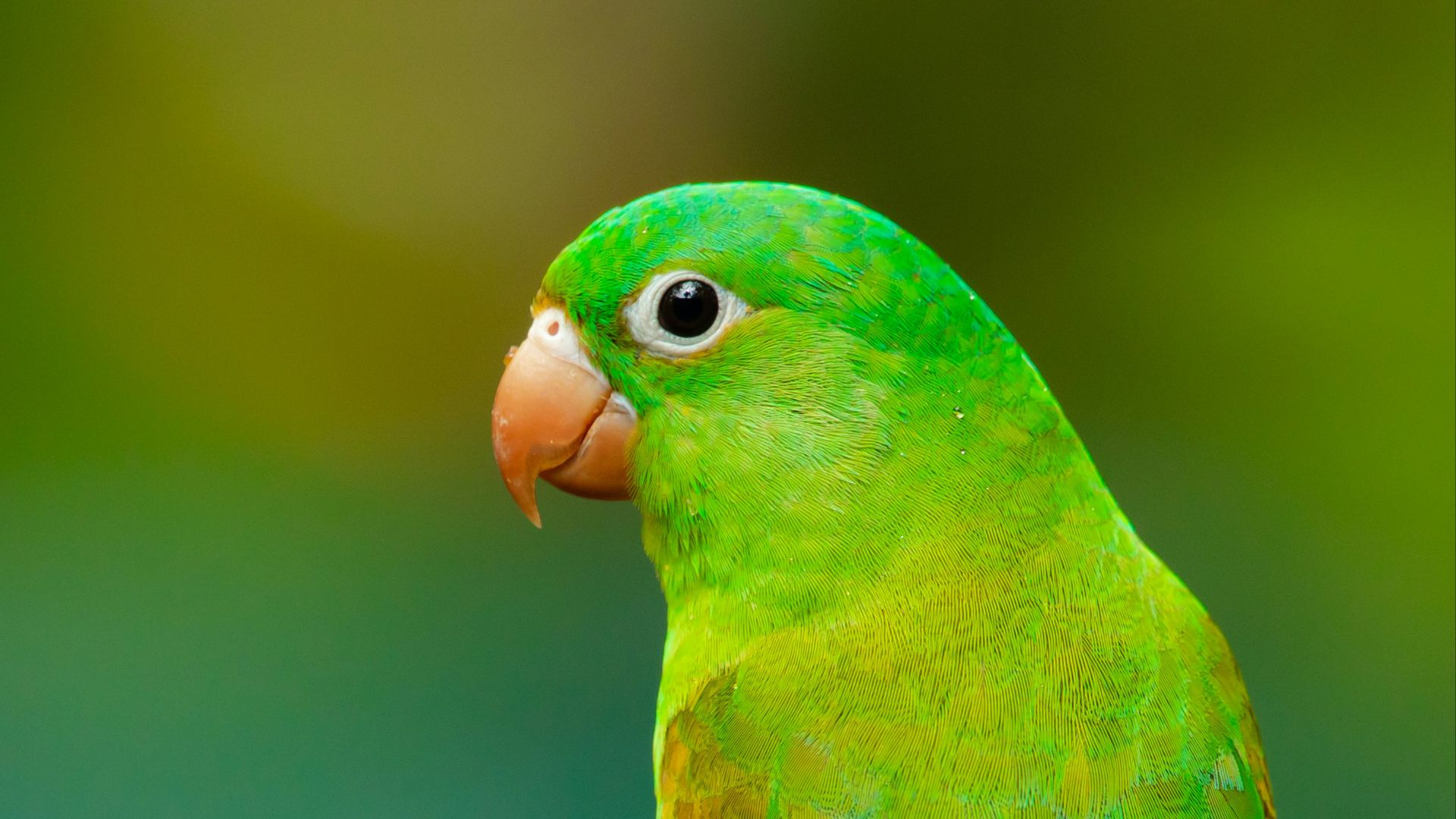 19. Les oiseaux sont des dinosaures