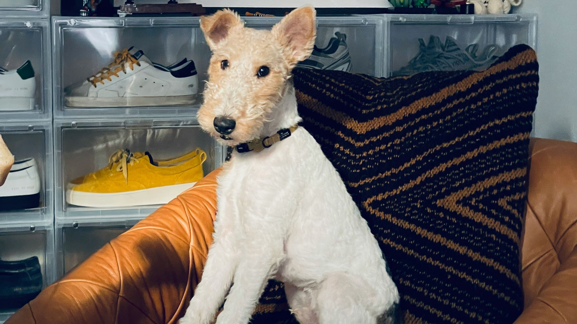 10. César