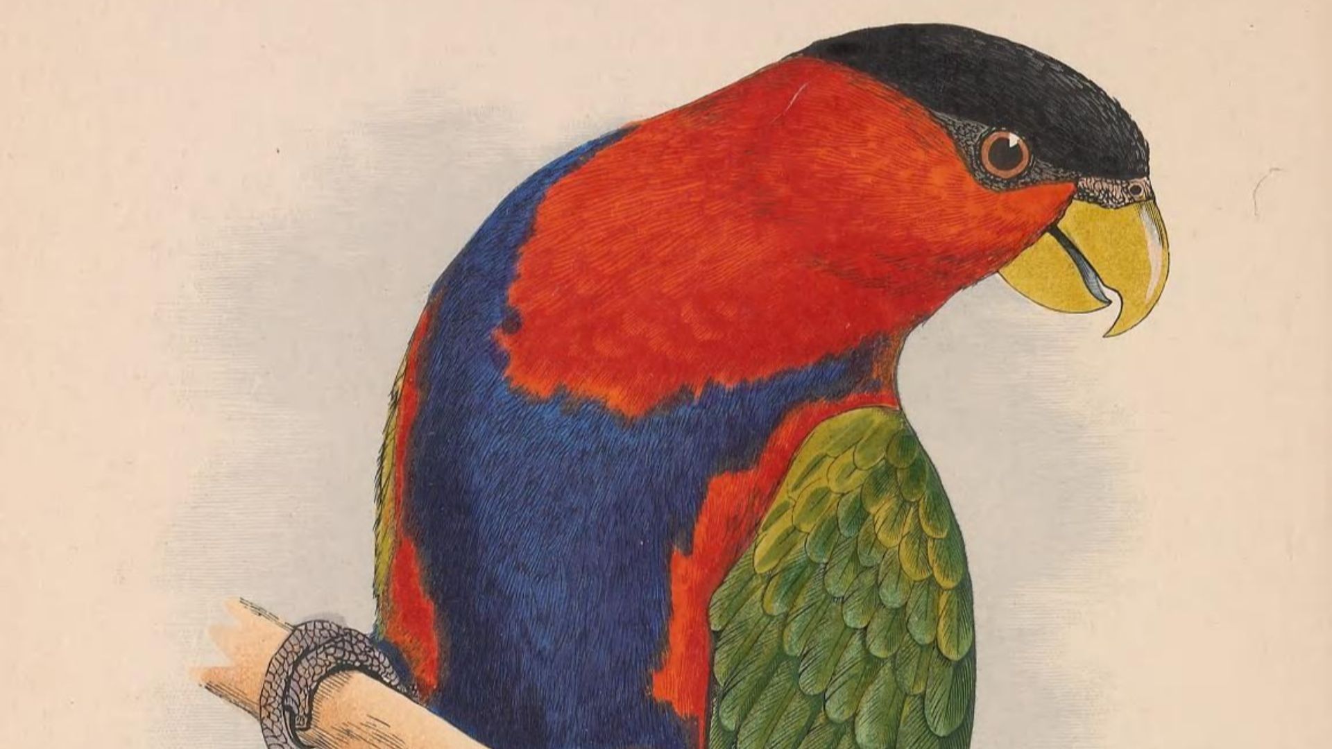 3. Lory