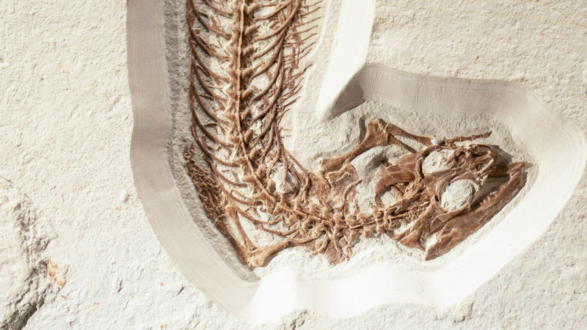 6. Les dinosaures n'avaient pas de visages expressifs