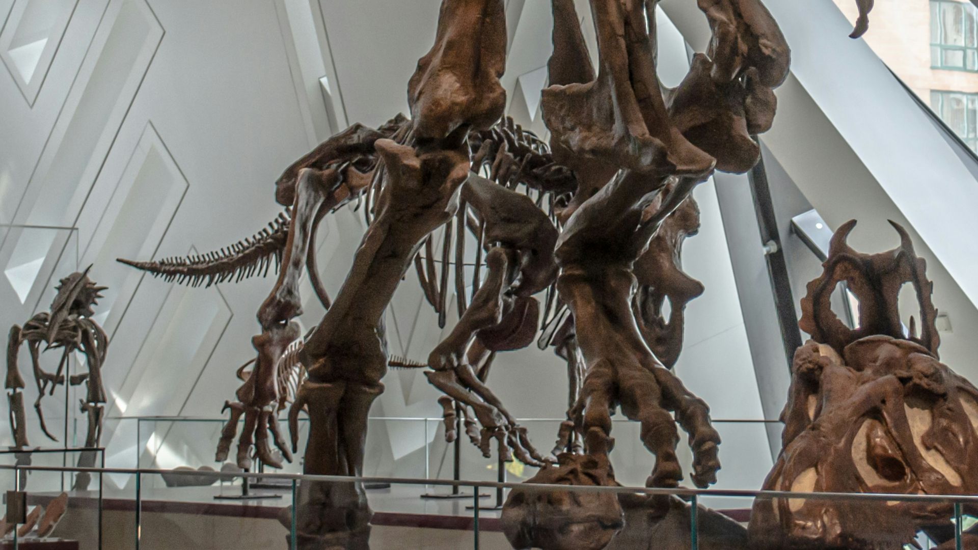 10. Les dinosaures n'étaient pas tous gigantesques
