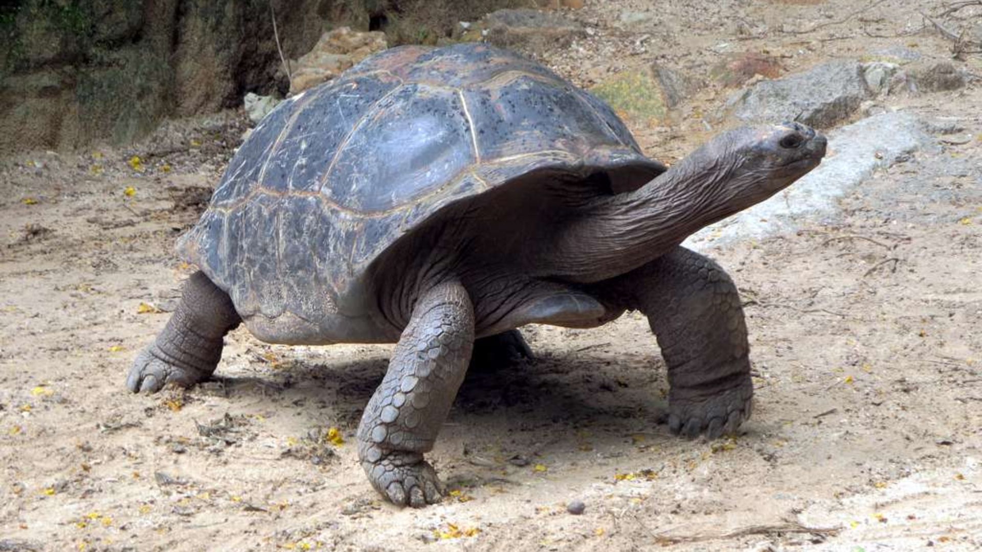 2. La tortue géante de Fernandina