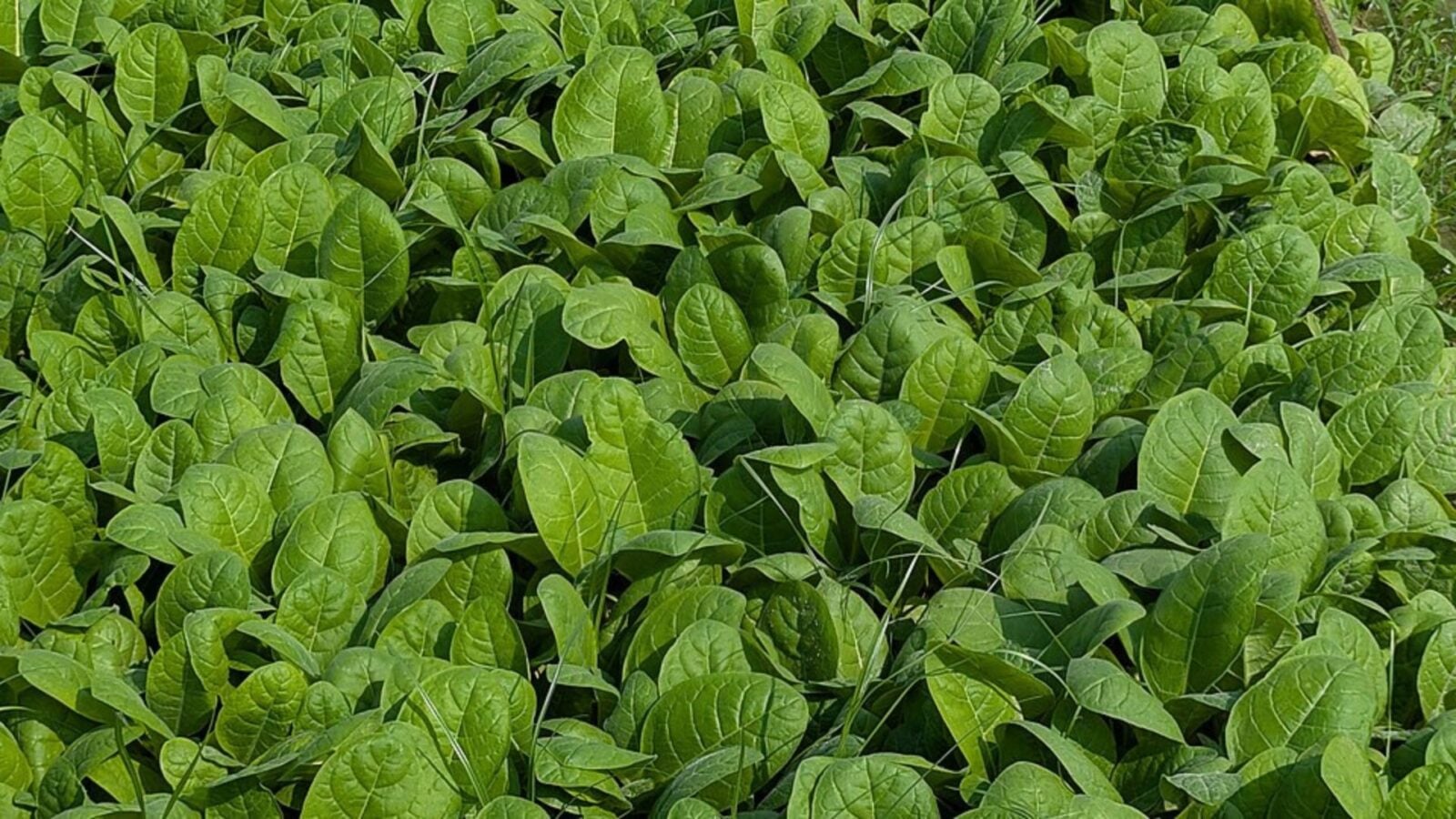 5. Tobacco As Medicine