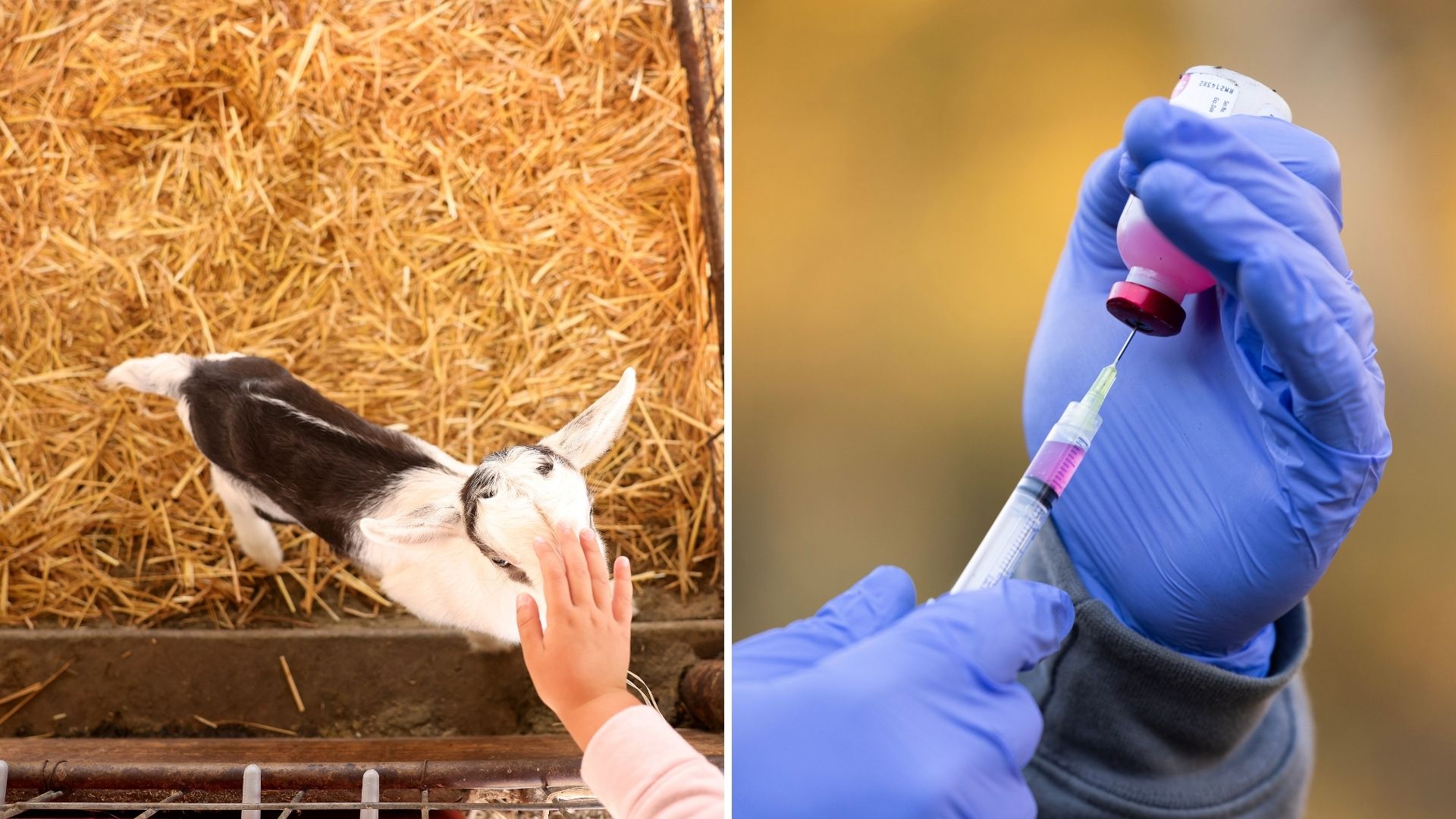 Four Baby Goats From Mobile Petting Zoo Test Positive for Rabies, Triggering Public Health Warning Across North Carolina