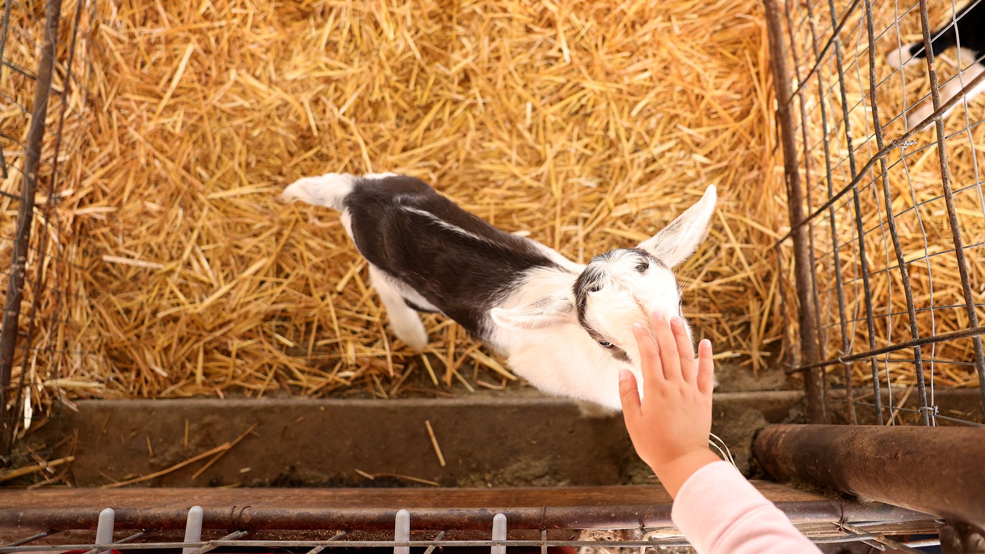 Une mouffette sauvage en lien avec une exposition