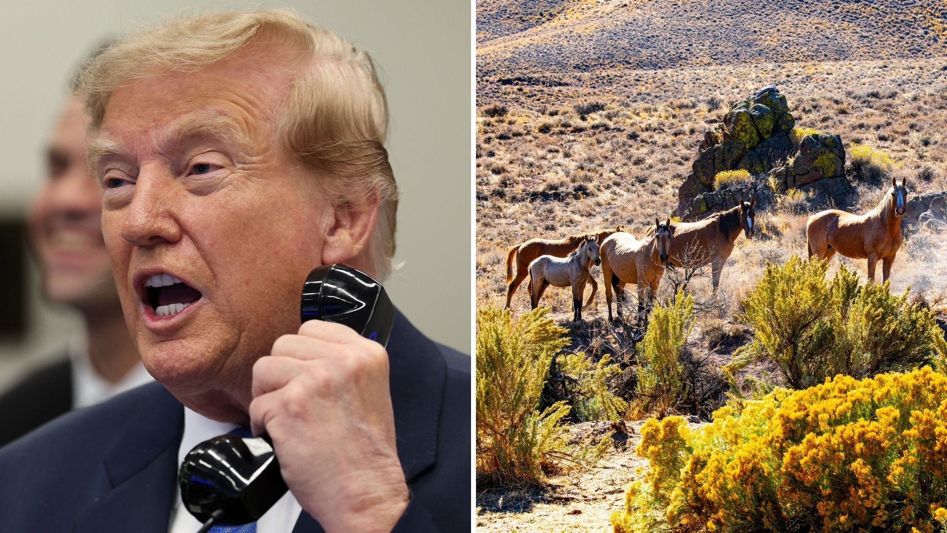 Protected Wild Horses Linked to Slaughter Pipeline as Trump Administration Faces “Mystery Beef” Rumor Fallout