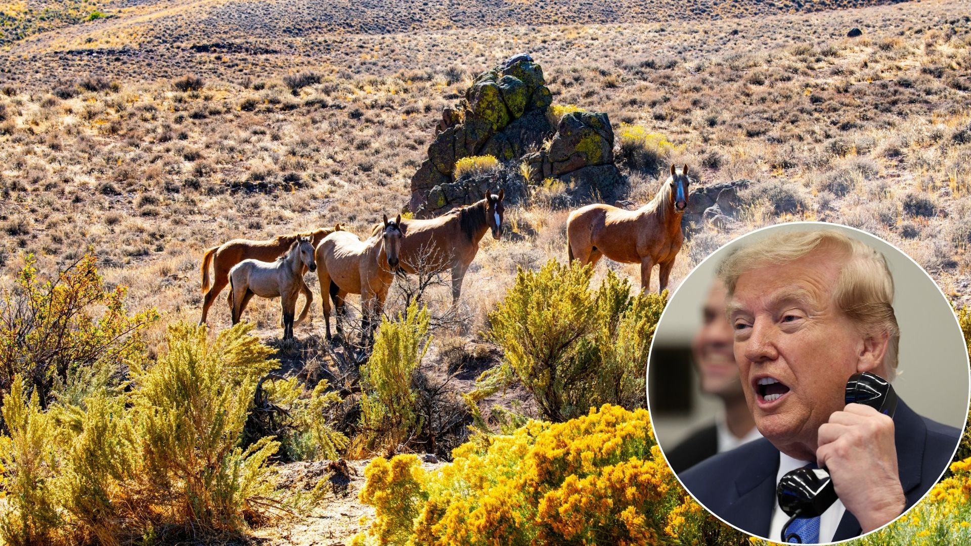 La polémique autour de l’abattage des chevaux sauvages donne lieu à une rumeur virale sur le «bœuf mystérieux»