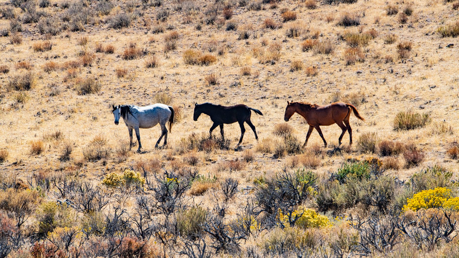 Les rafles de chevaux menées par le BLM