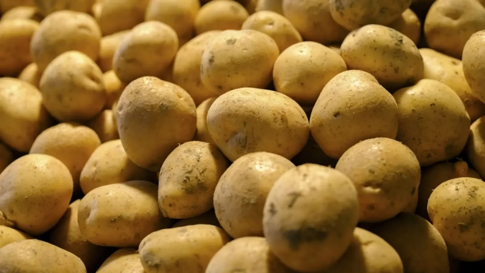 4. The Potato Got Suspiciously Good At Its Job