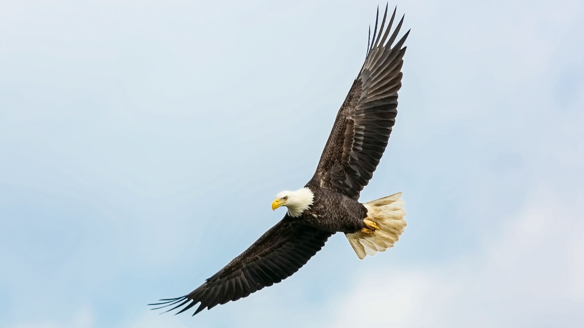 8. L'aigle velu
