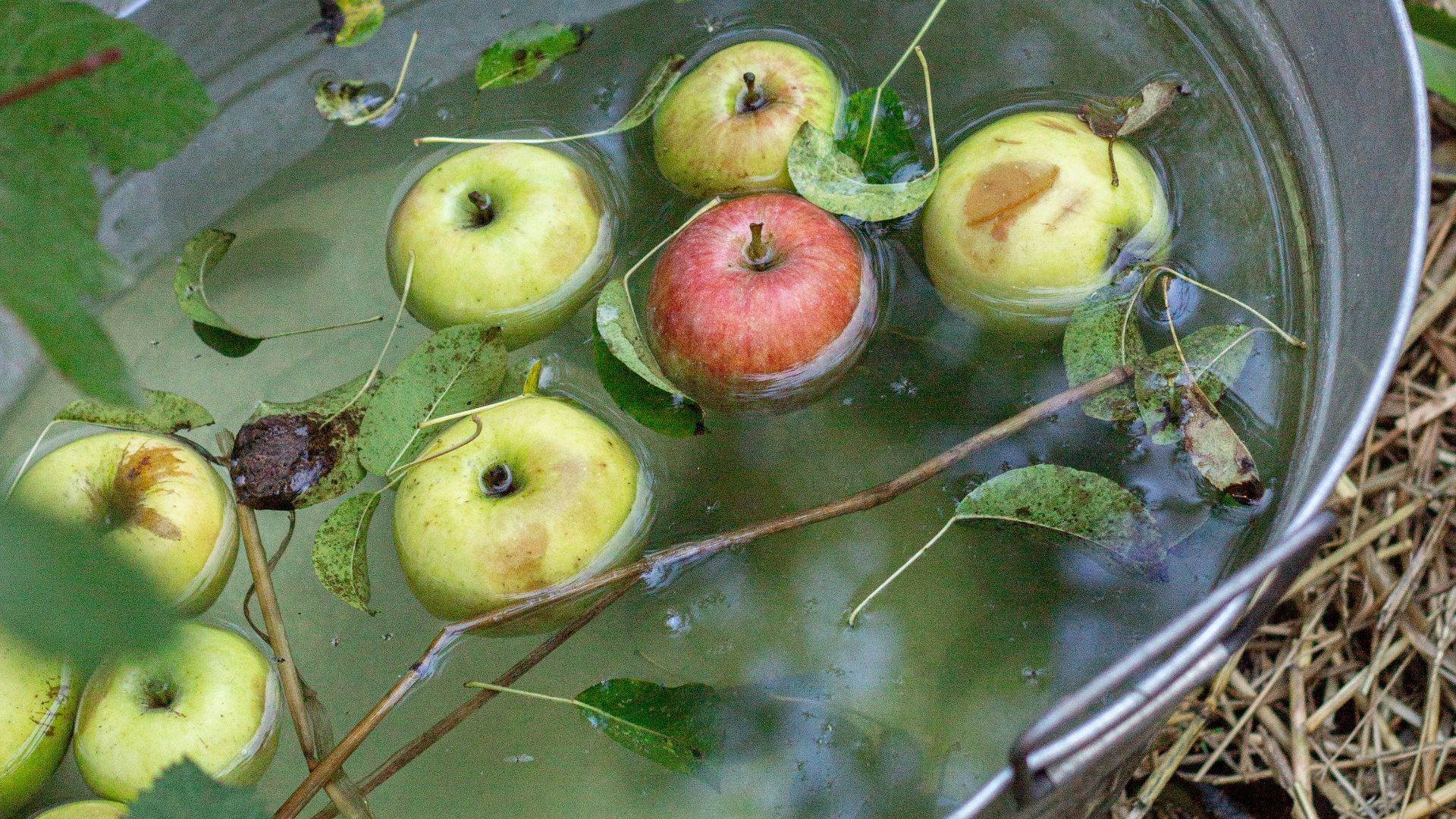 4. Pêche aux pommes