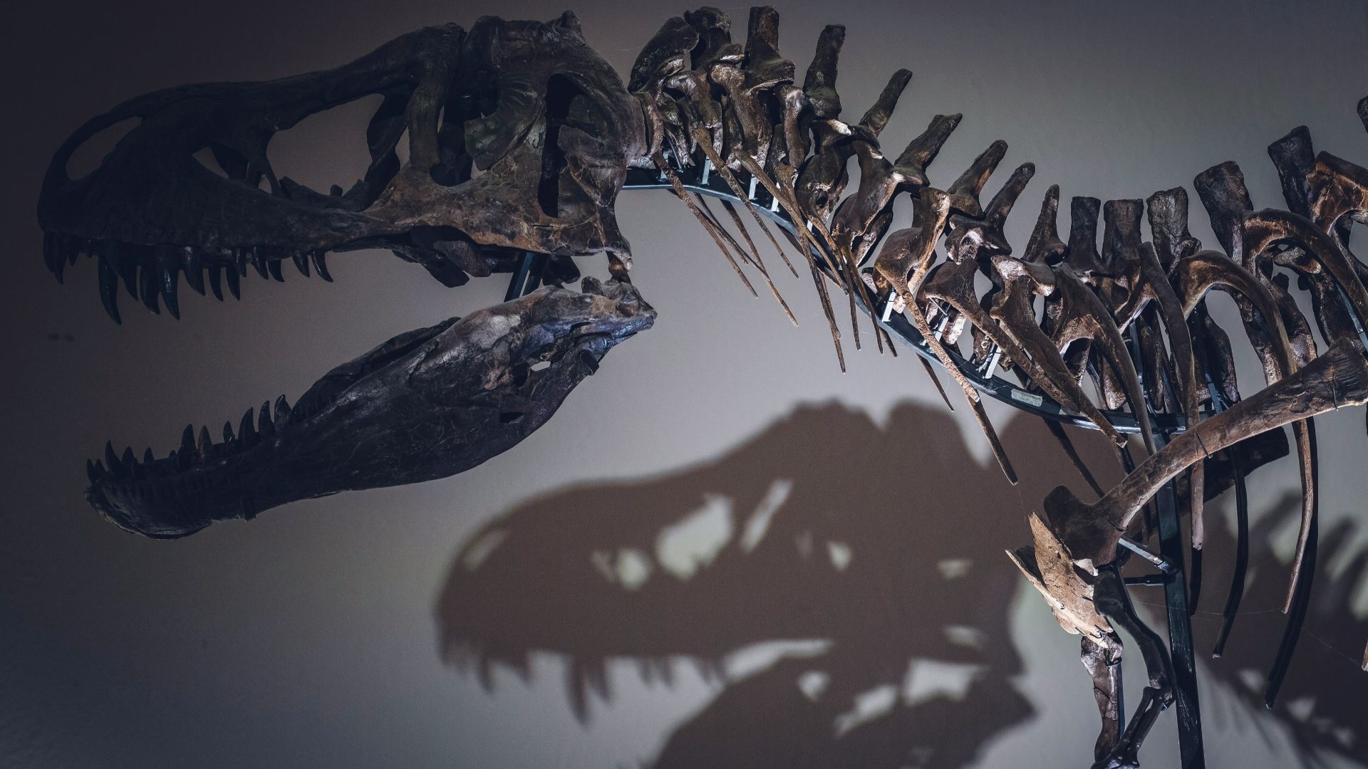 2. Le T. rex ne chassait pas tout ce qui bougeait