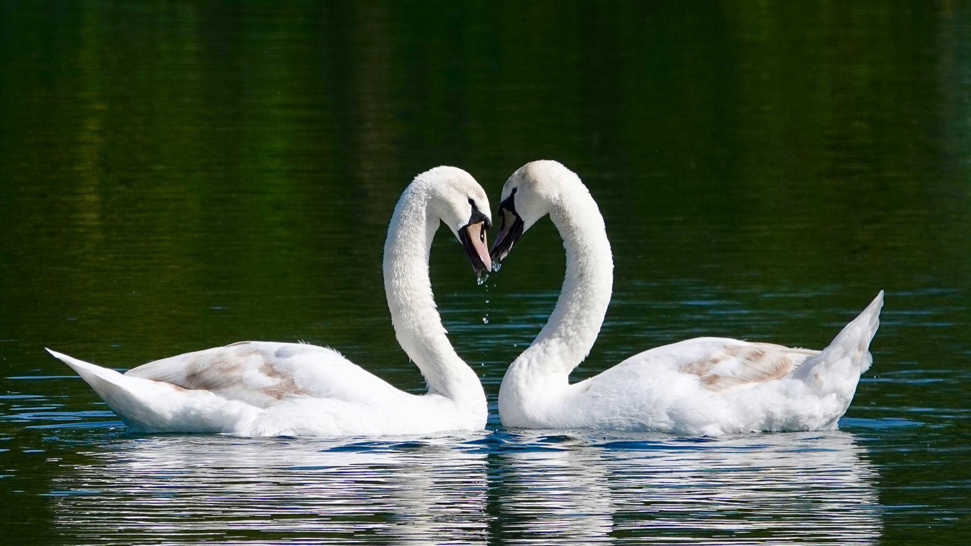 19. Les cygnes
