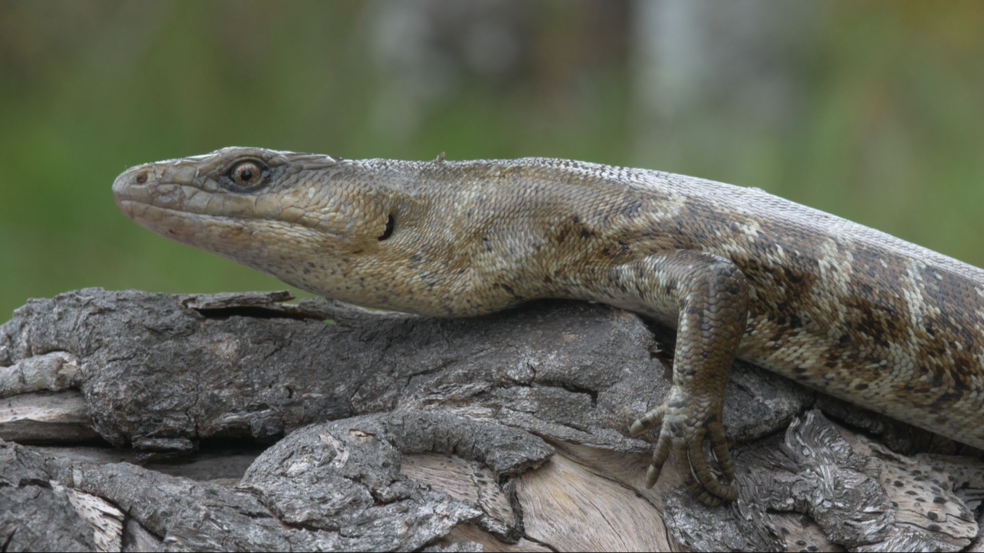 17. Skink de la terreur