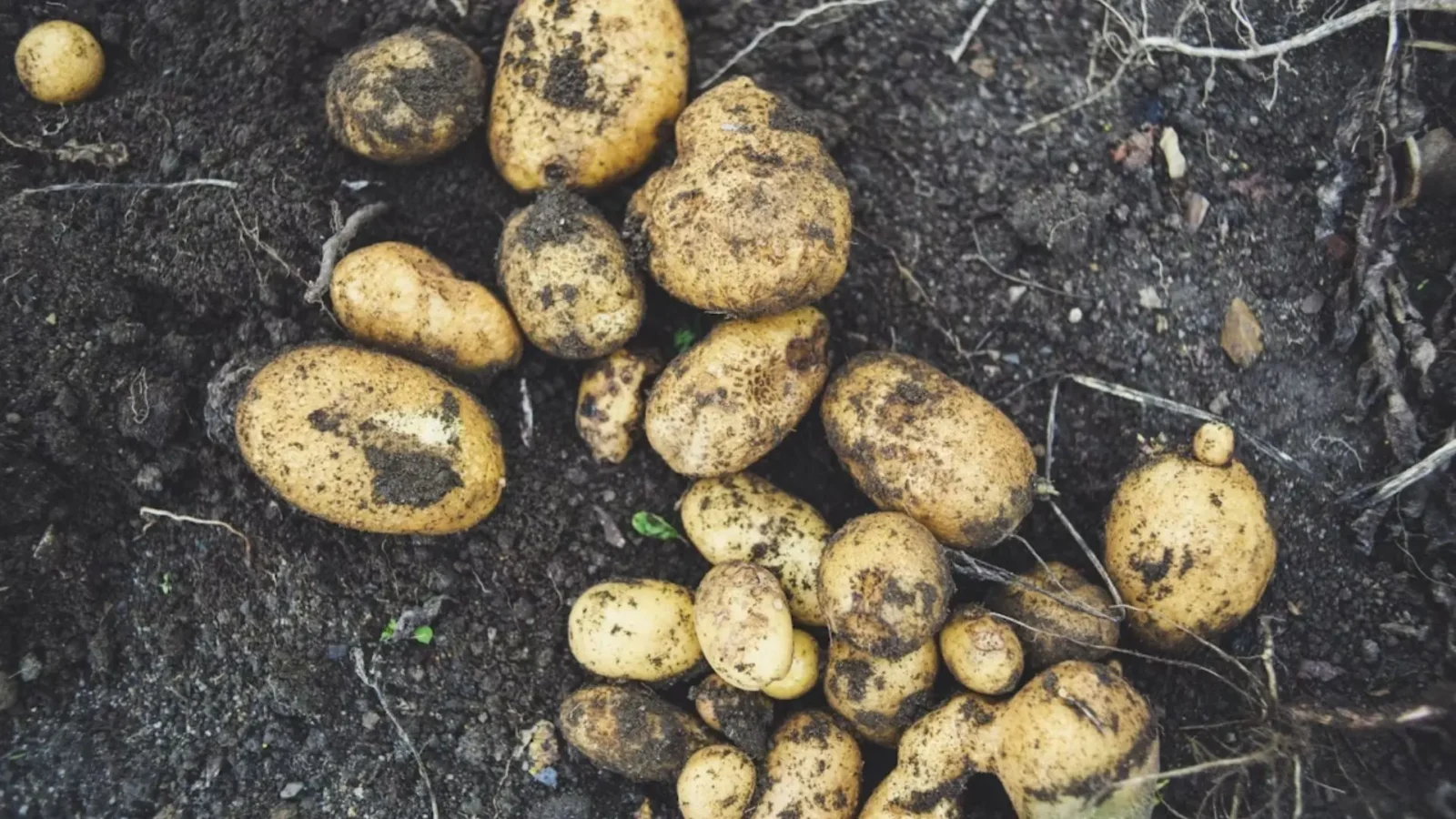 2. Europe's First Reaction To The Potato Was Basically Disgust