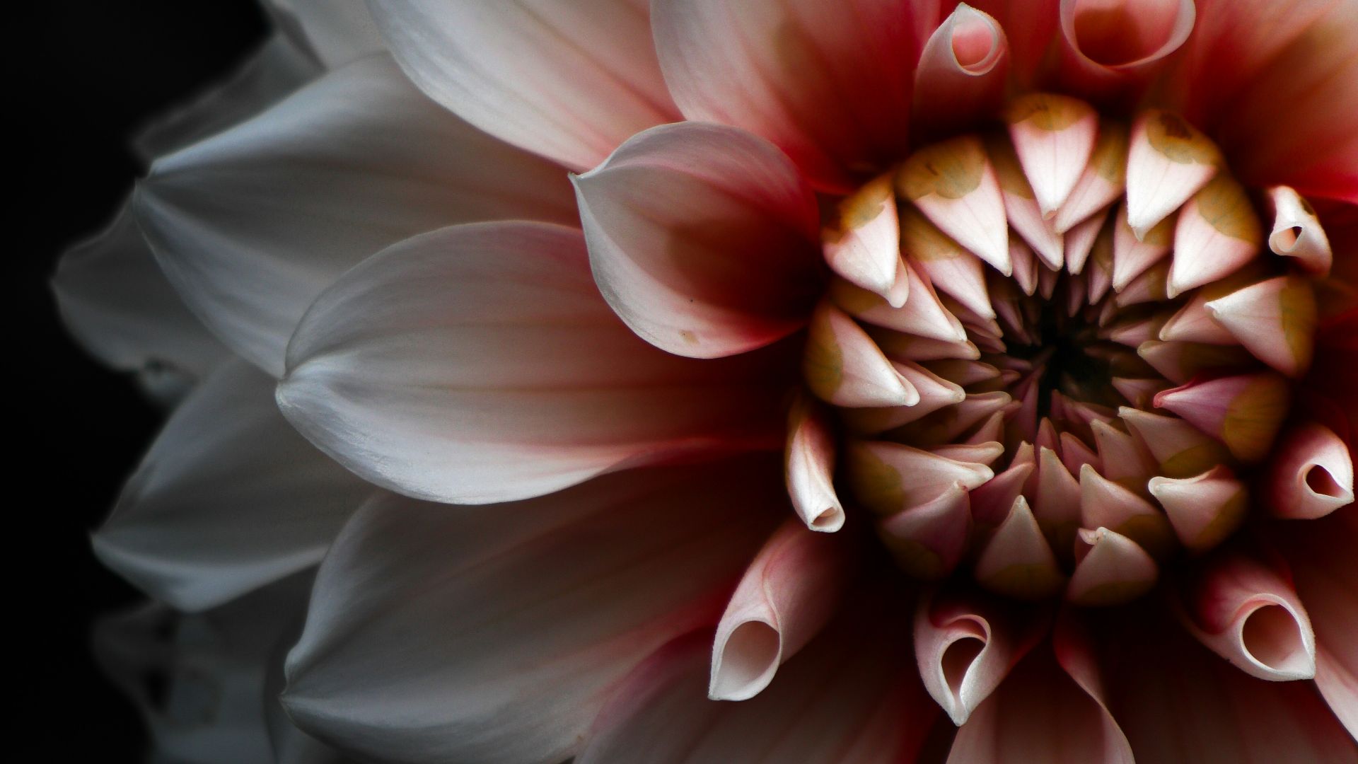 14. Le Dahlia noir